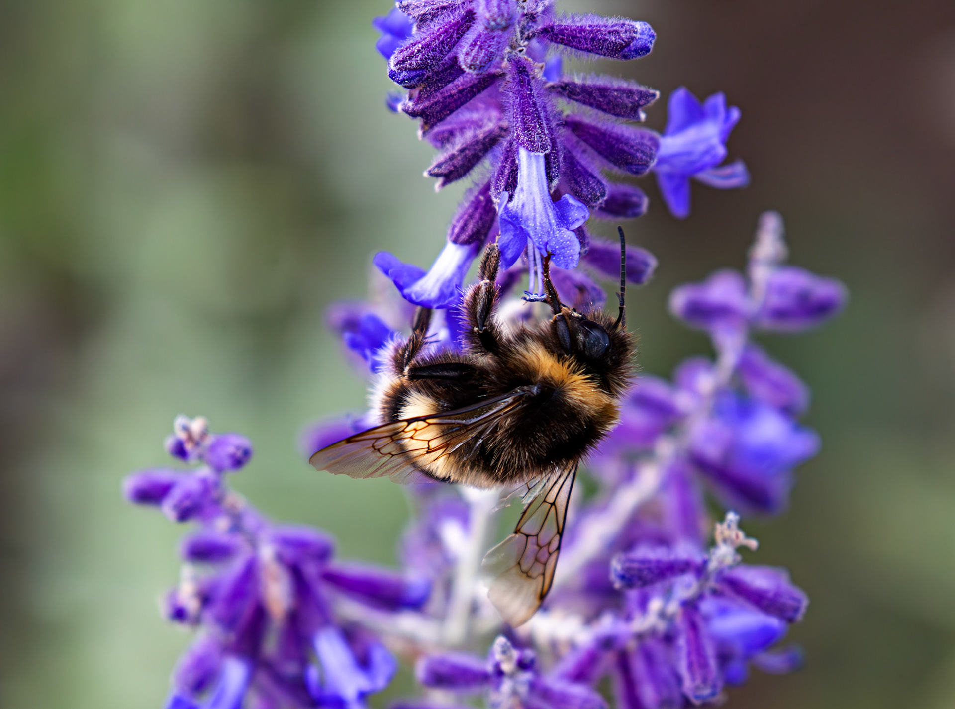 Buff-tailed Bumblebee (Bombus terrestris) Slough 05 August 2025