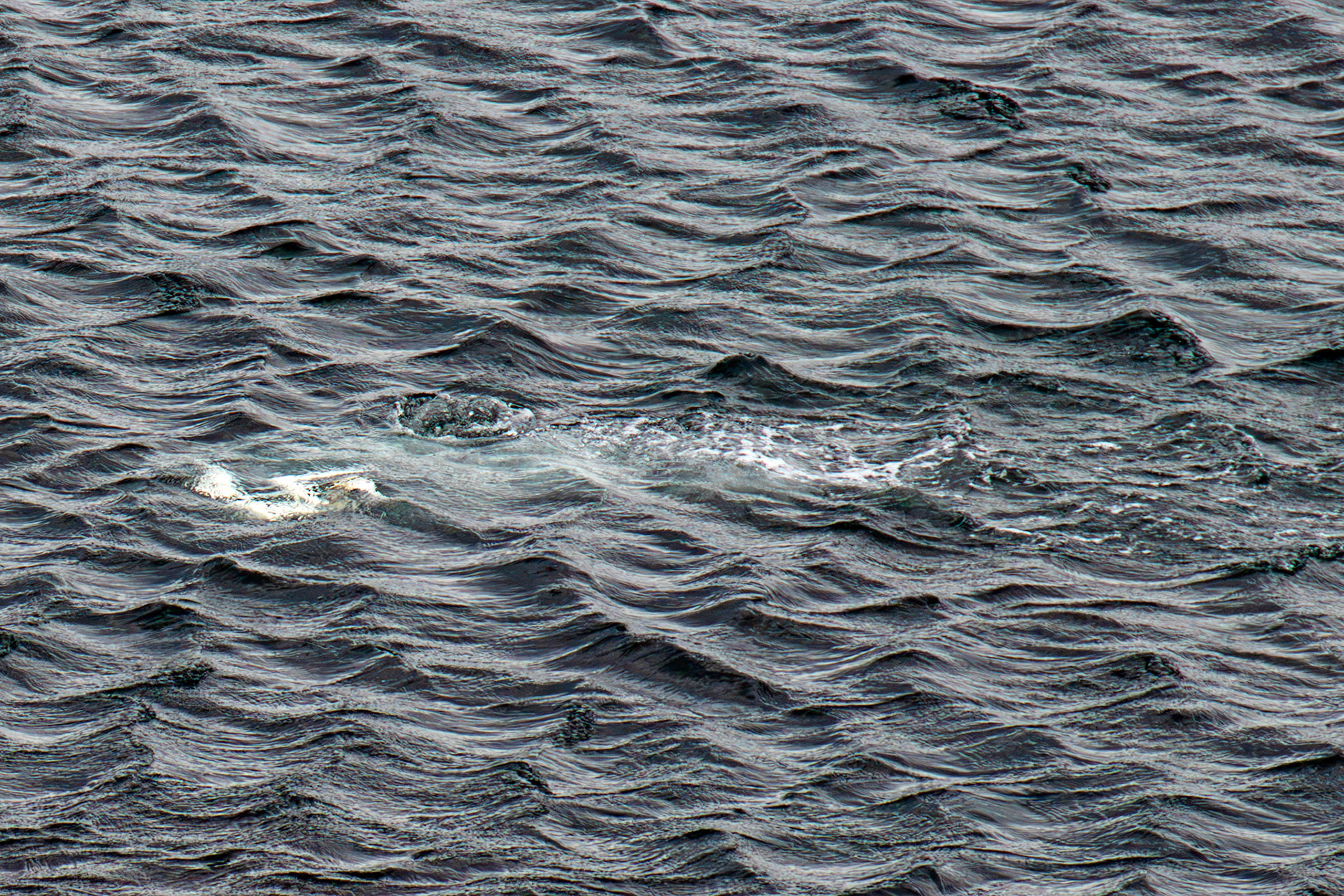 Northern Gannet under water - Tantallon Castle 04 July 2026