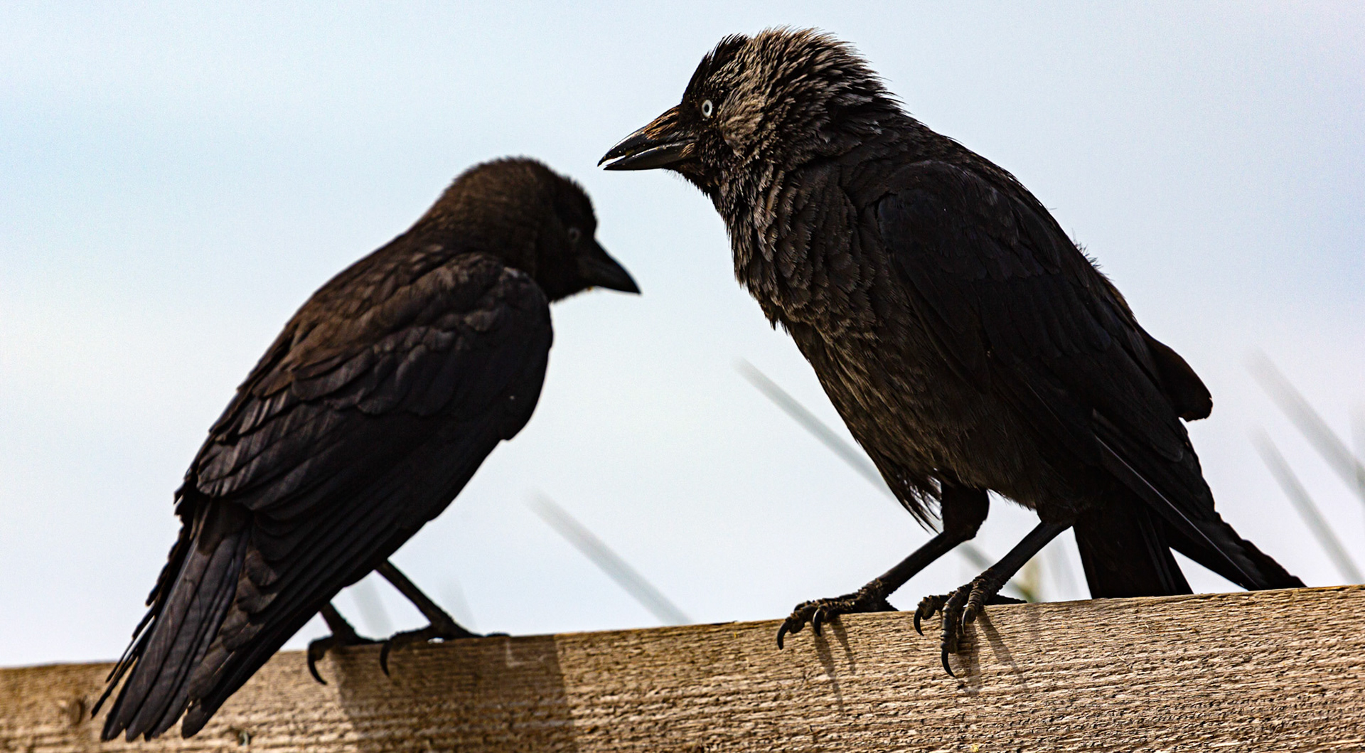Bembridge IOW 17 July 2022