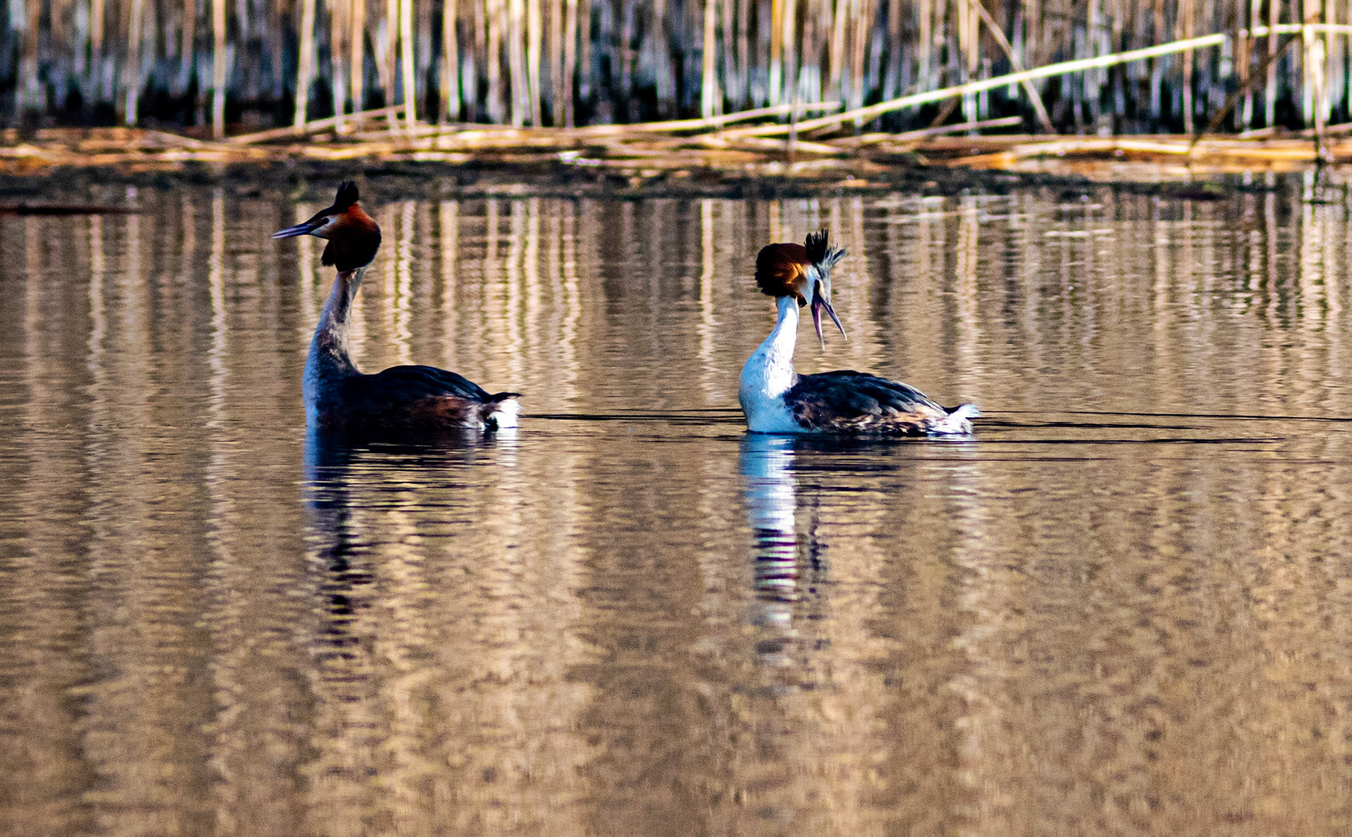 Displaying Great Crested Grebes at Linlithgow Loch - 09 March 2021Please see my other photos at JamesPDeans.co.uk