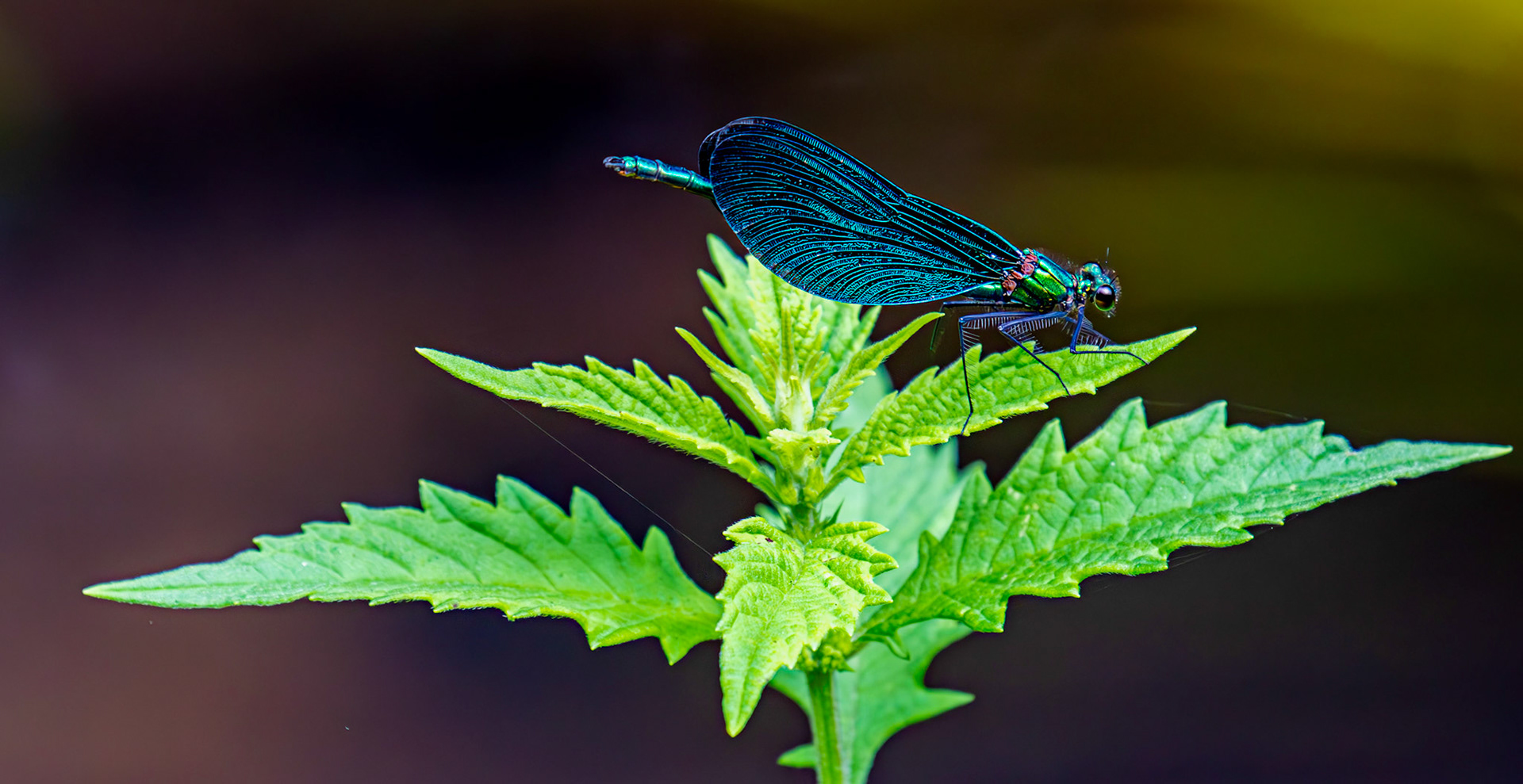 Beautiful Demoiselle (Calopteryx virgo) Barge Canal Romsey 26 July 2025