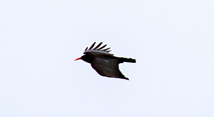 Chough: The Island of Islay 04 March 2025