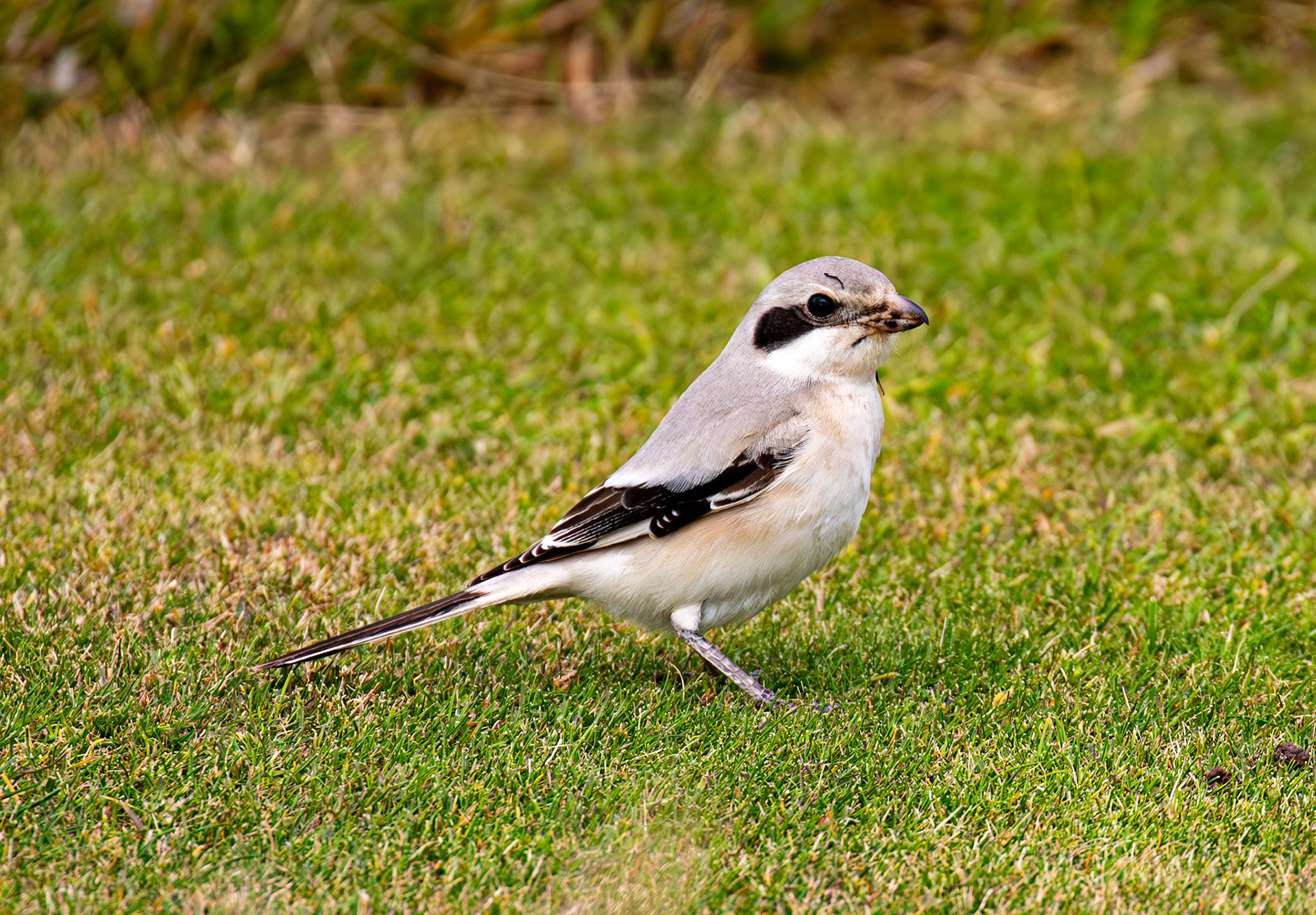 Steppe Grey Shrike in Dunbar 14 Sept 2024