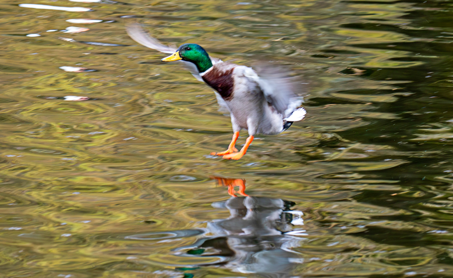 Mallard at Linlithgow Loch 22 March 2025