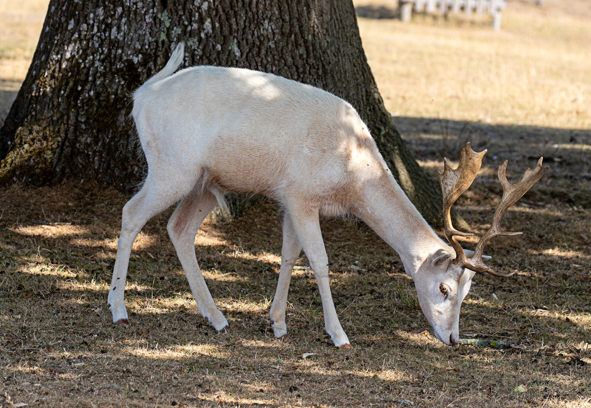 Fallow Deer - Knowle Park, Kent 23 Aug 2025
