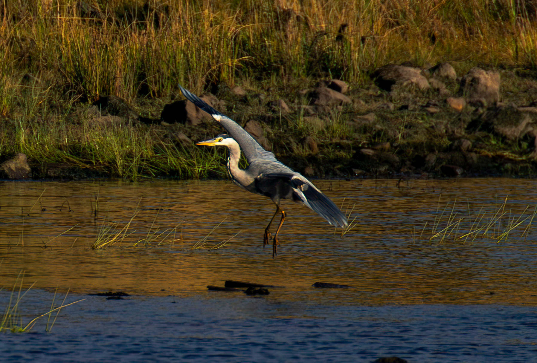Grey Heron - Harperrig Reservoir 17 September 2024