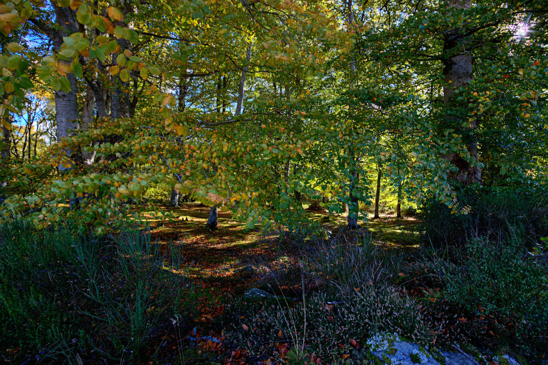 Autumn in Aberdeenshire 14 to 16 October 2022