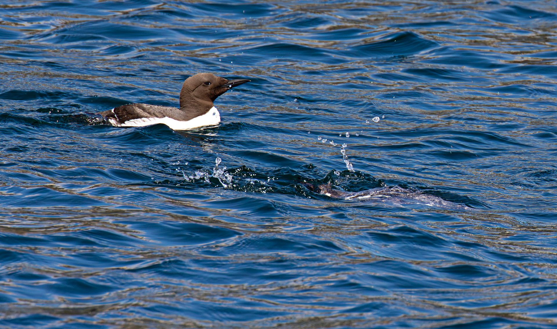 Guillemots - Farne Islands 03 July 2026