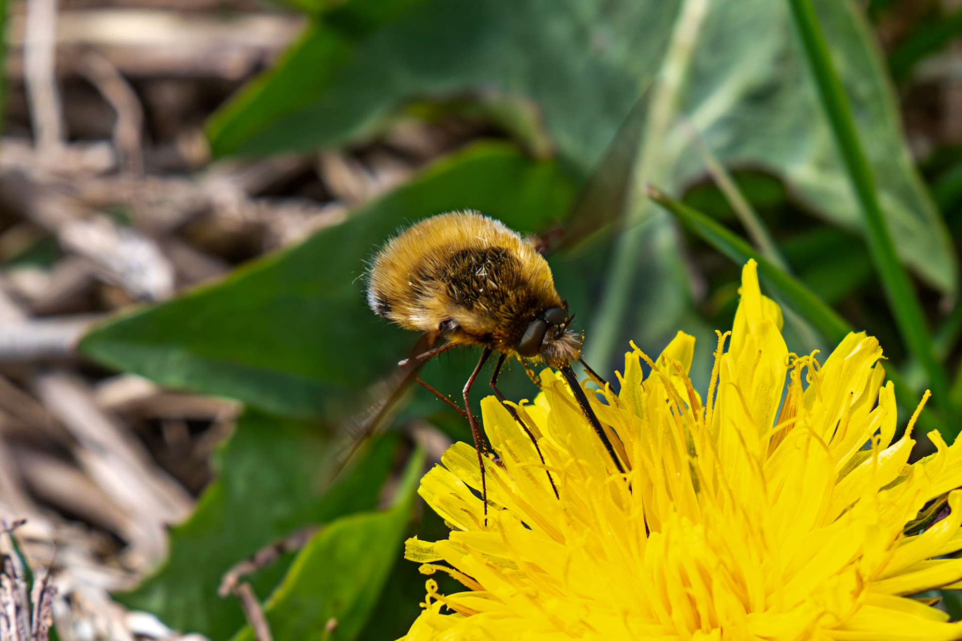 Whitehouse Wood near Kelty 20 April 2025
