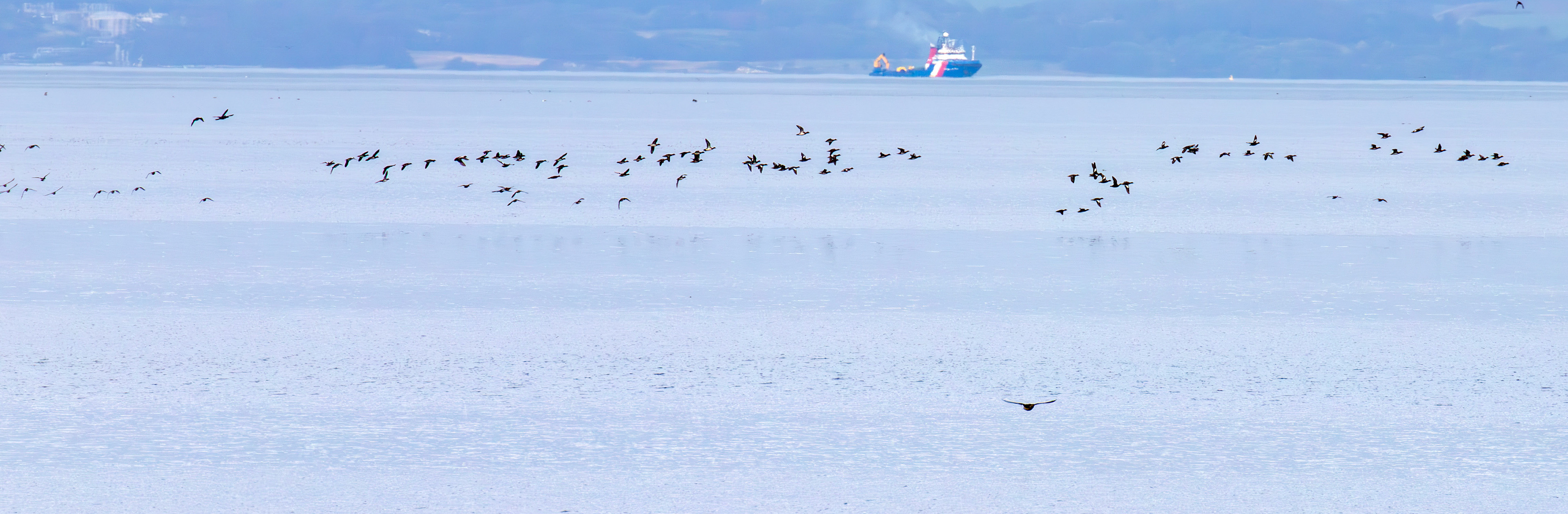 Wigeon - Musselburgh Lagoons 30 Sep 2025