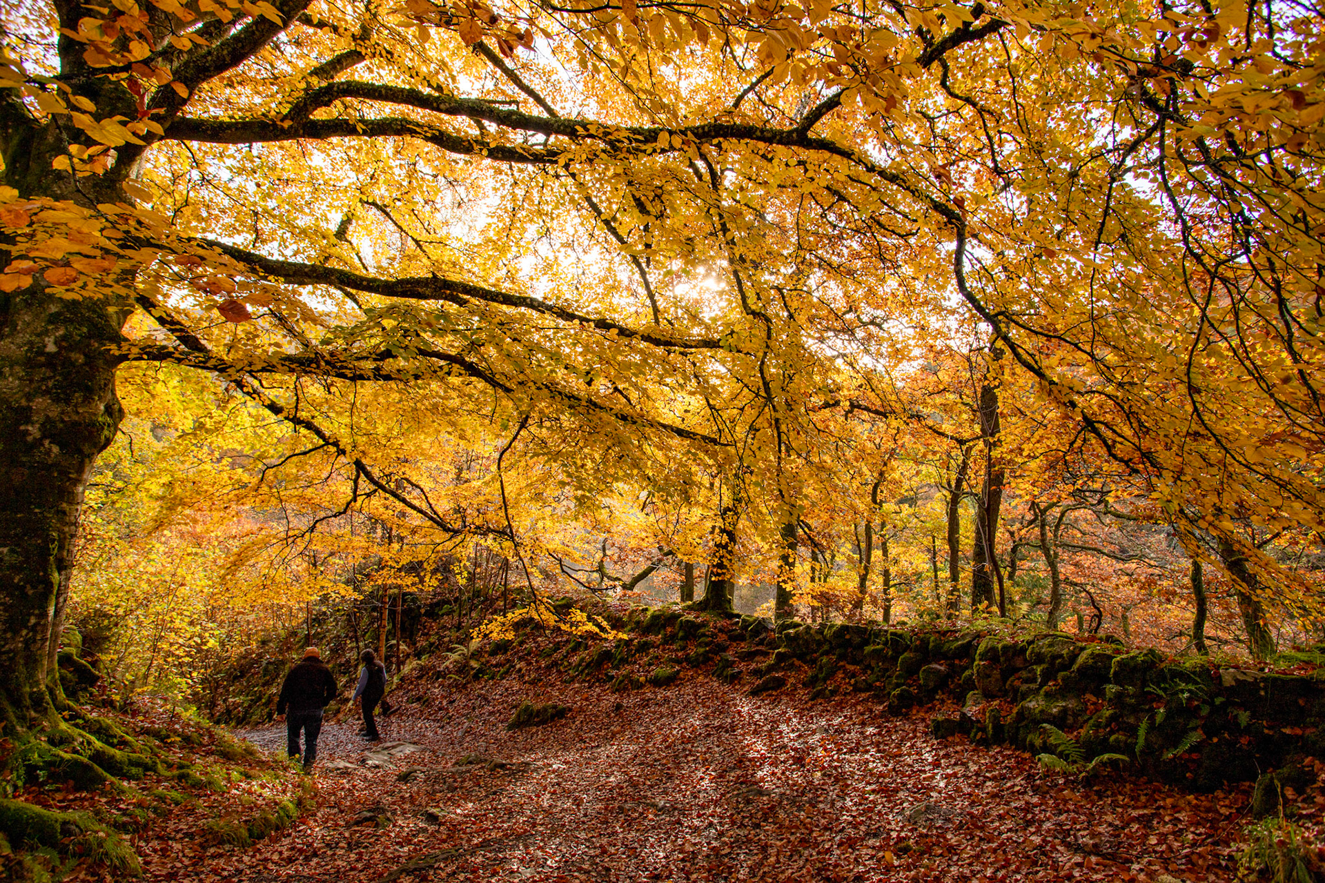 Killiecrankie. Autumnal Tour around Perthshire 19 October 2024