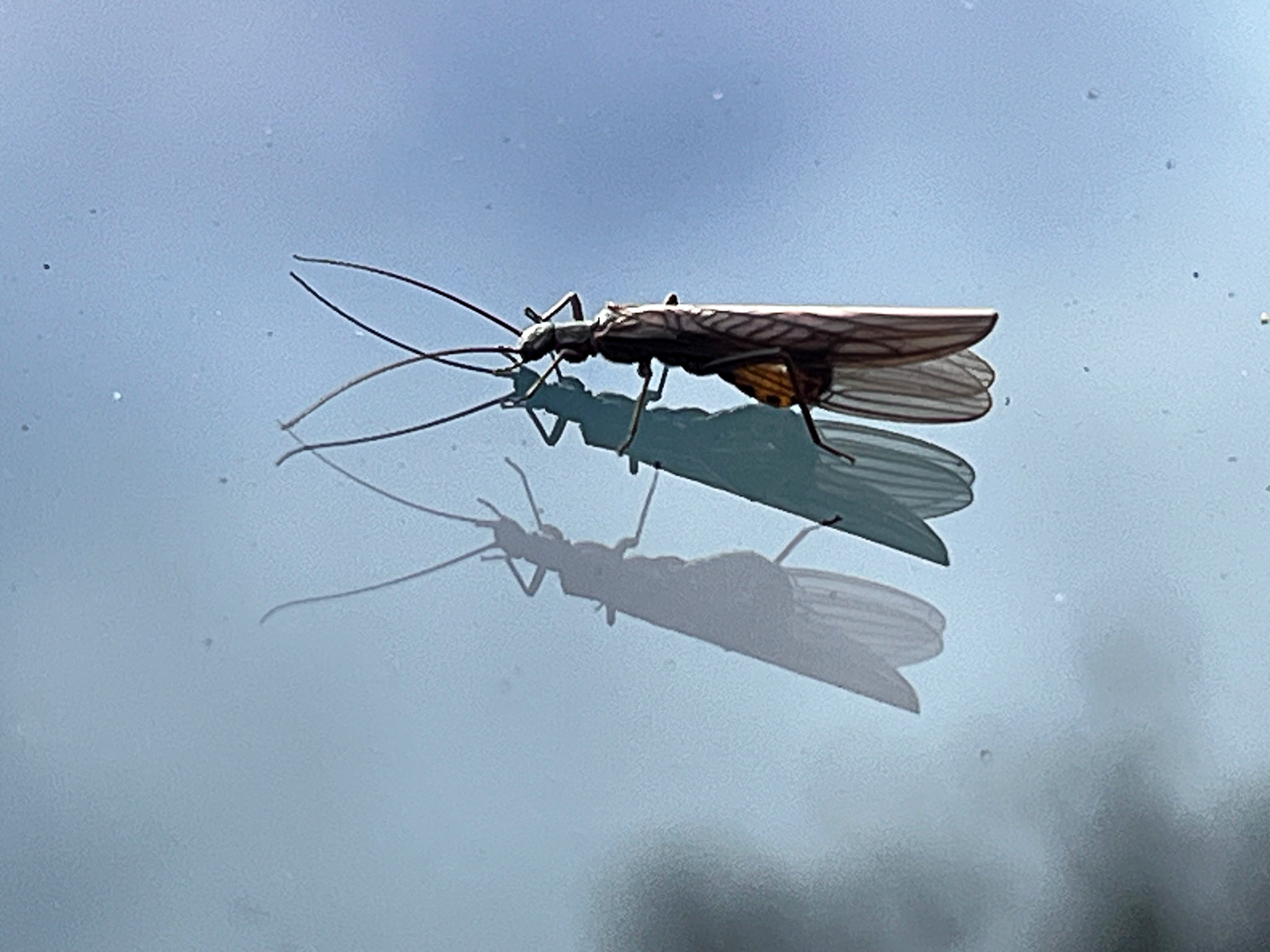 Insects on windscreen in Callendar Park, Falkirk. 05 October 2024