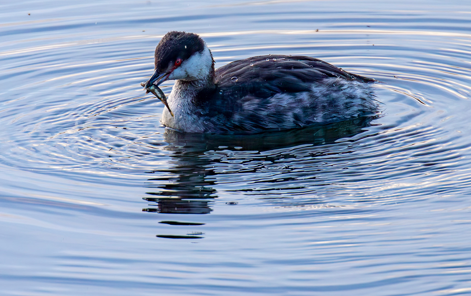 Slavonian Grebe at Linlithgow Loch 18 March 2026
