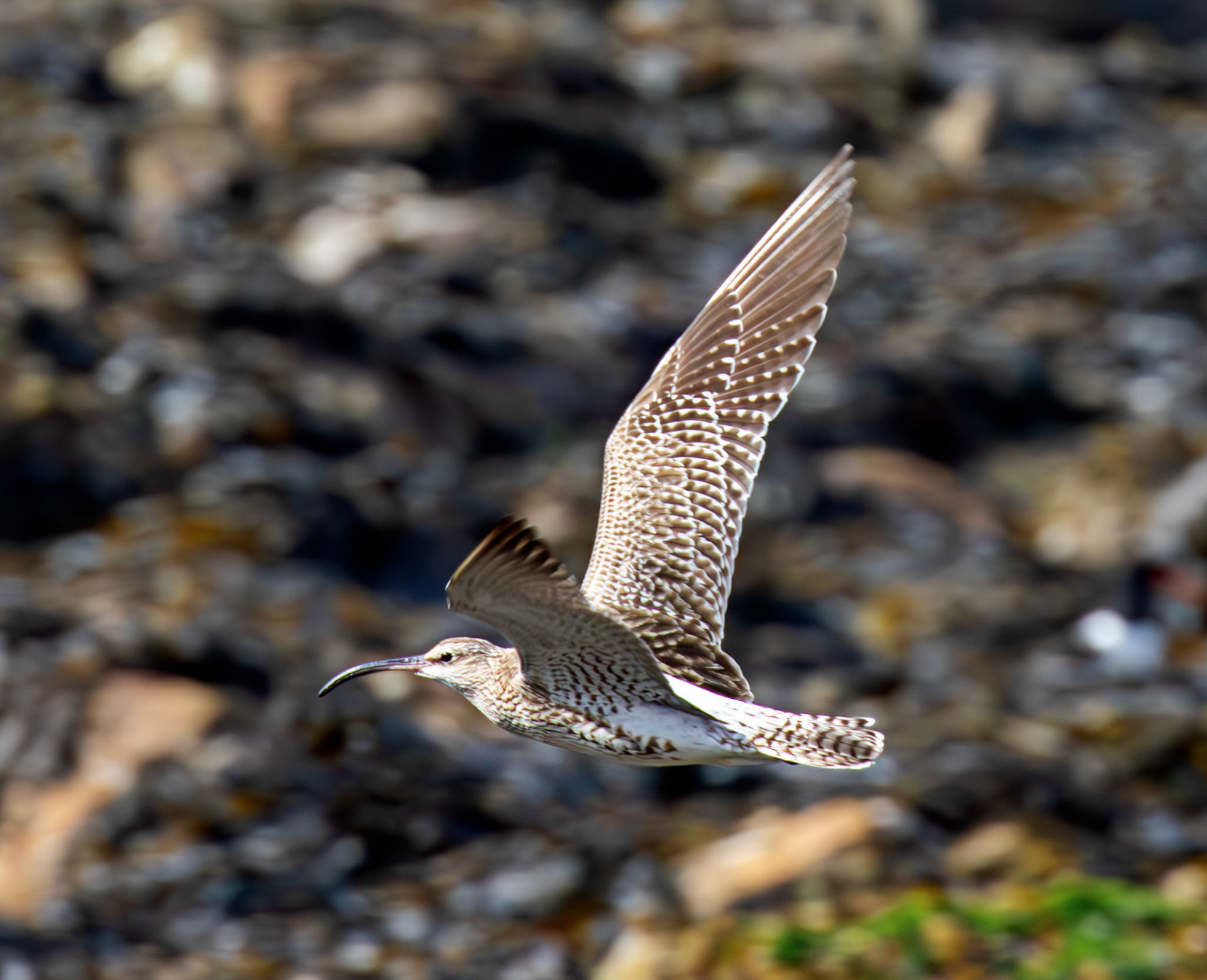 Whimbrel at Brough 03 May 2026