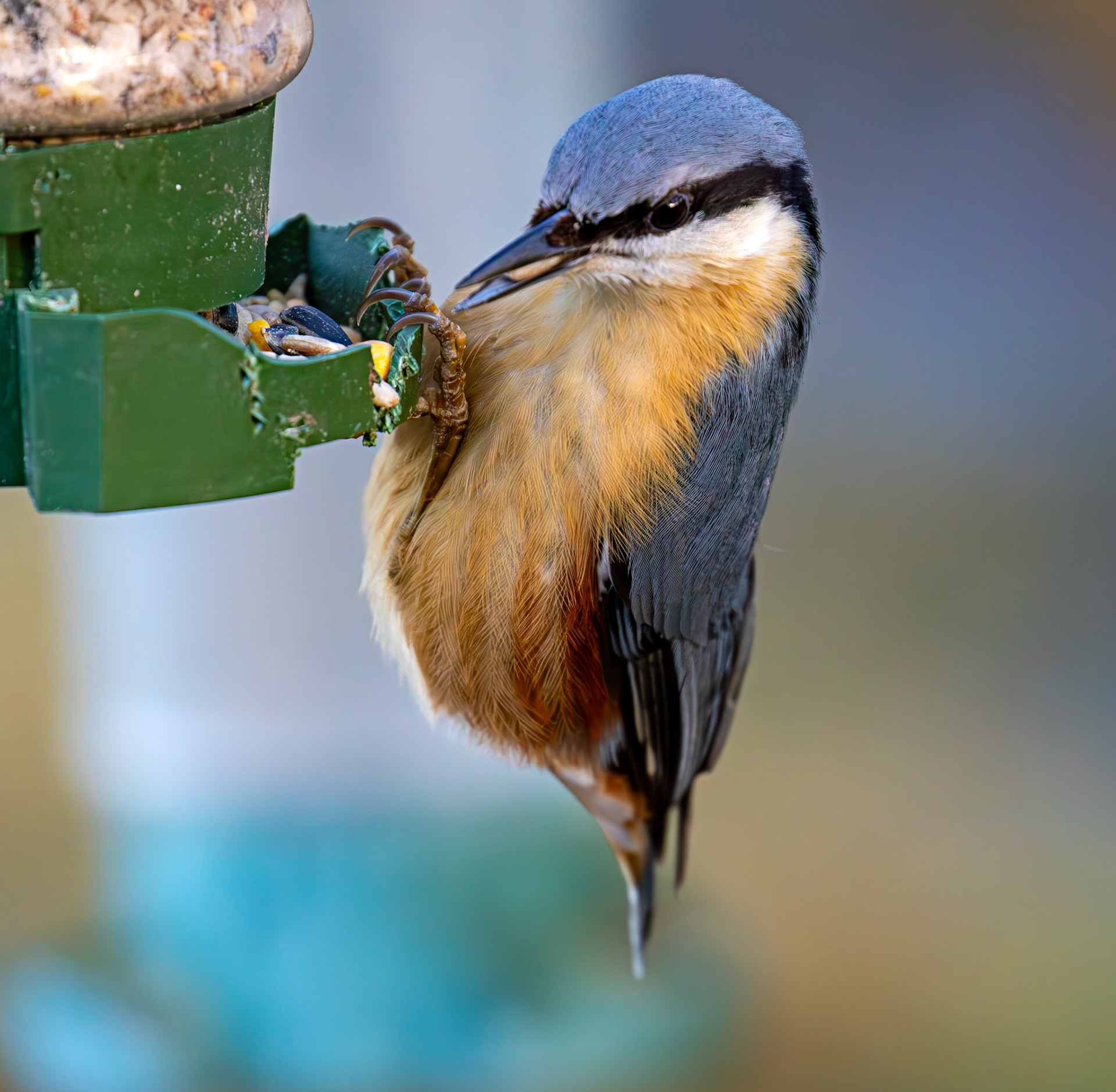 Nuthatch at Bavelaw 30 January 2025
