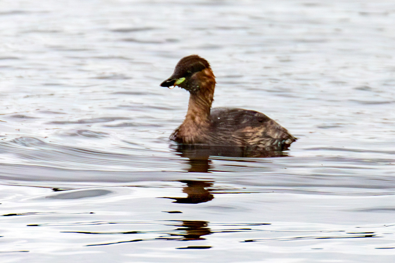 Little Grebe - Hogganfield Loch 09 Sept 2024