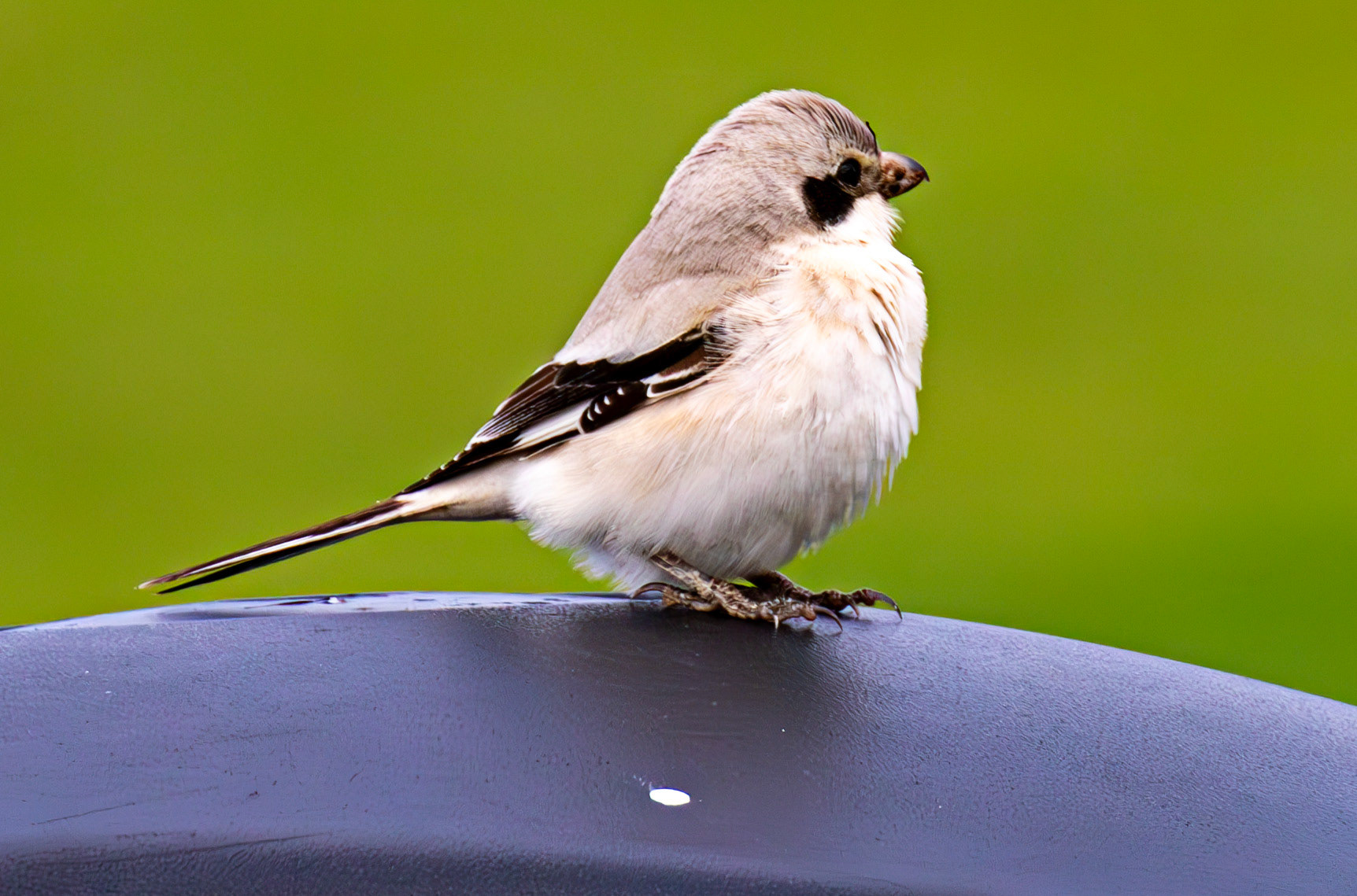 Steppe Grey Shrike in Dunbar 14 Sept 2024