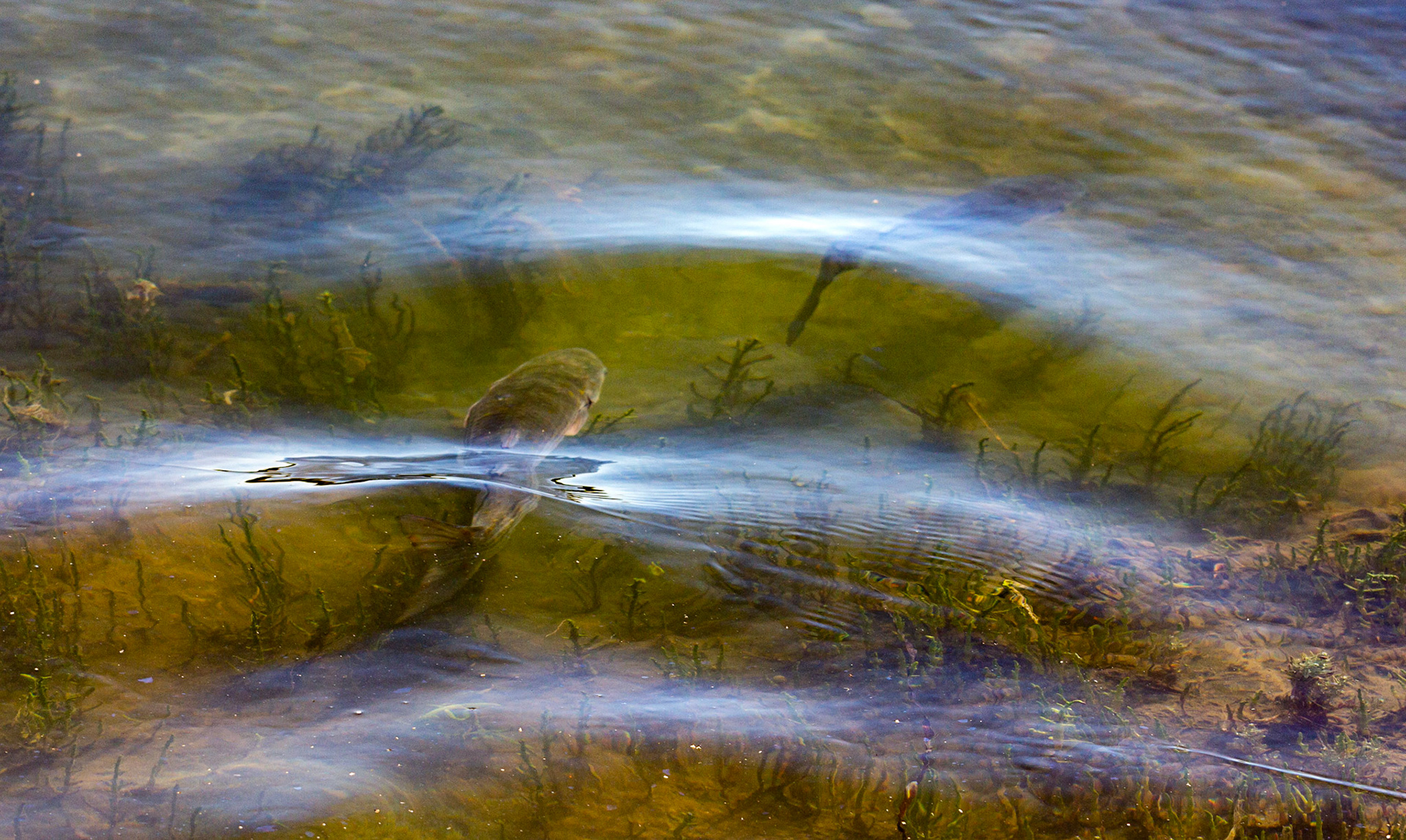 Mullet Spawning at Newtown IOW 14 July 2022