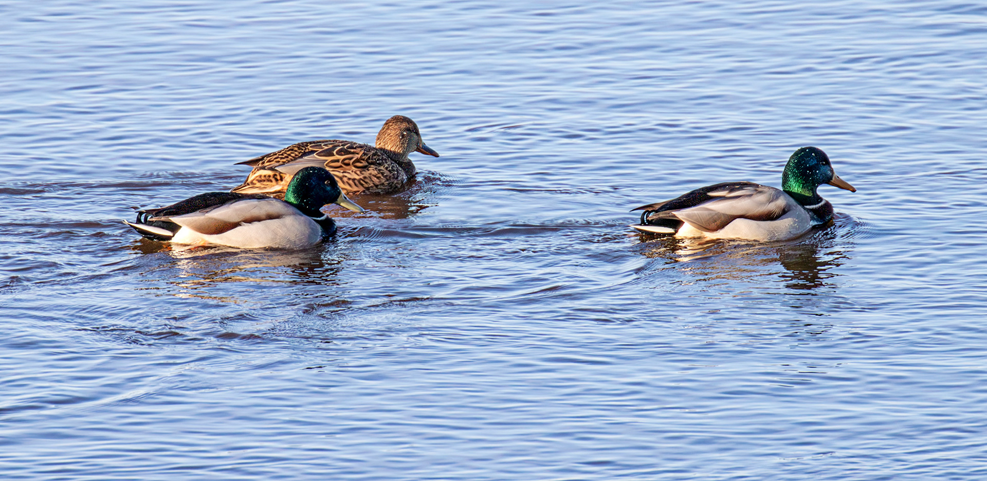 Mallard, River Esk Musselburgh 18 November 2024