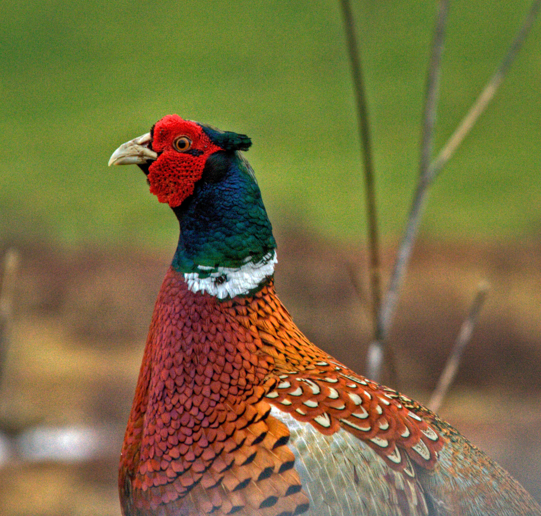 PheasantPlease see my other Photographs at: http://www.jamespdeans.co.uk/
