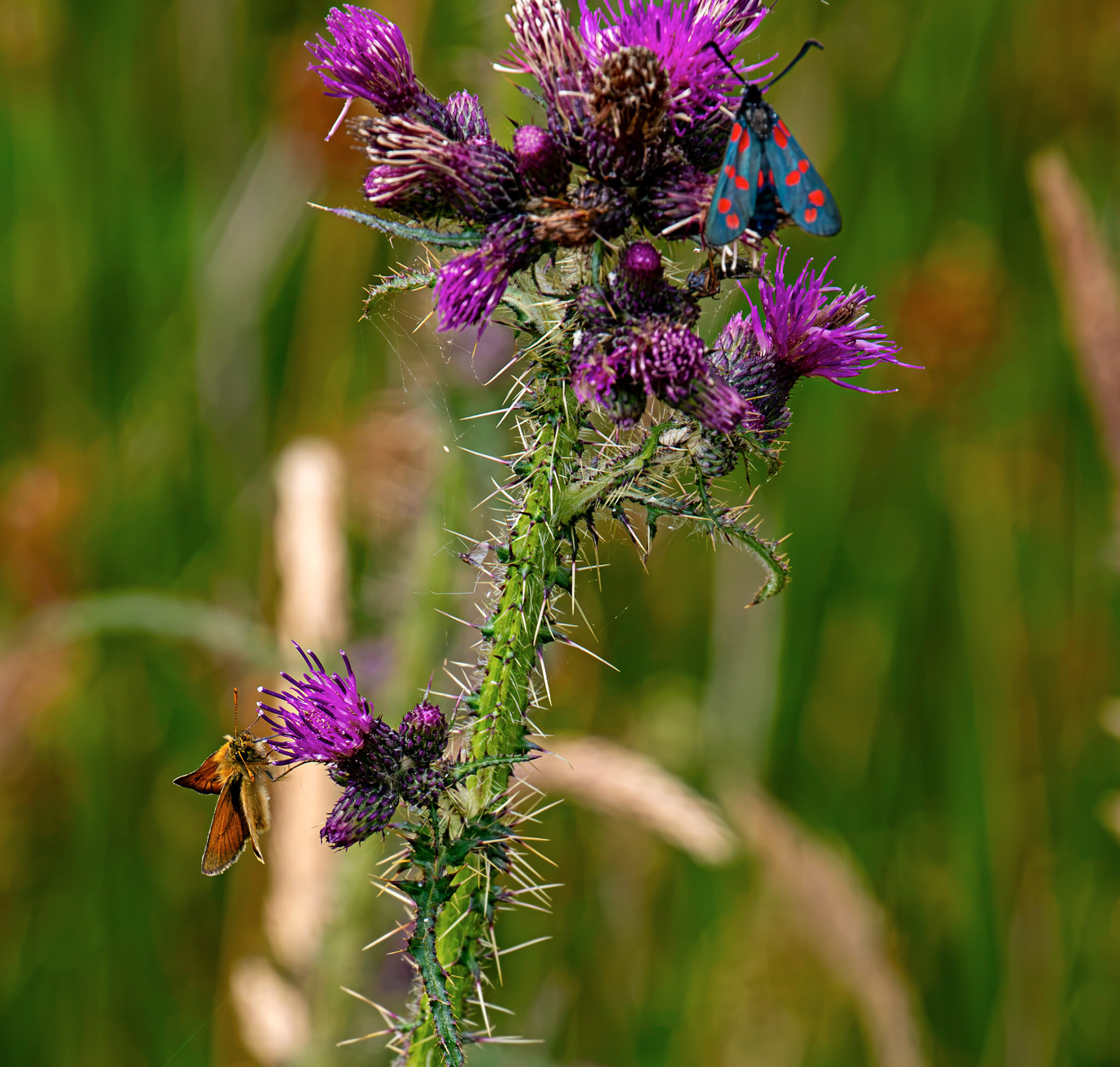 Six-spot burnet moth (Zygaena filipendulae) - Harperrig 14 July 2026