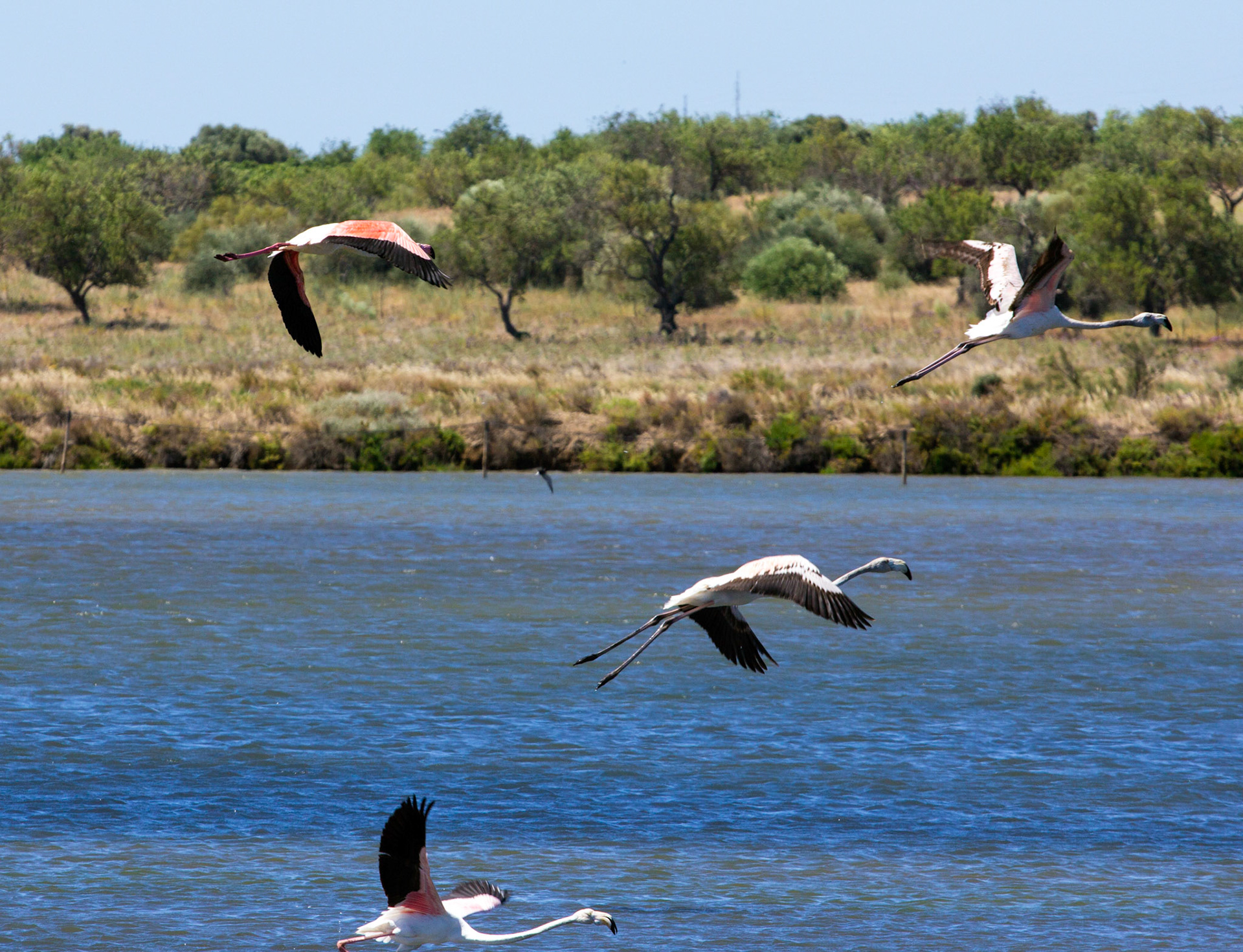 Greater Flamingos in the salt pans at Vila Real de Santo António - they look very ungainly when they run and start flying. Please see my Photographs of Birds at: http://www.jamespdeans.co.uk/p335071268