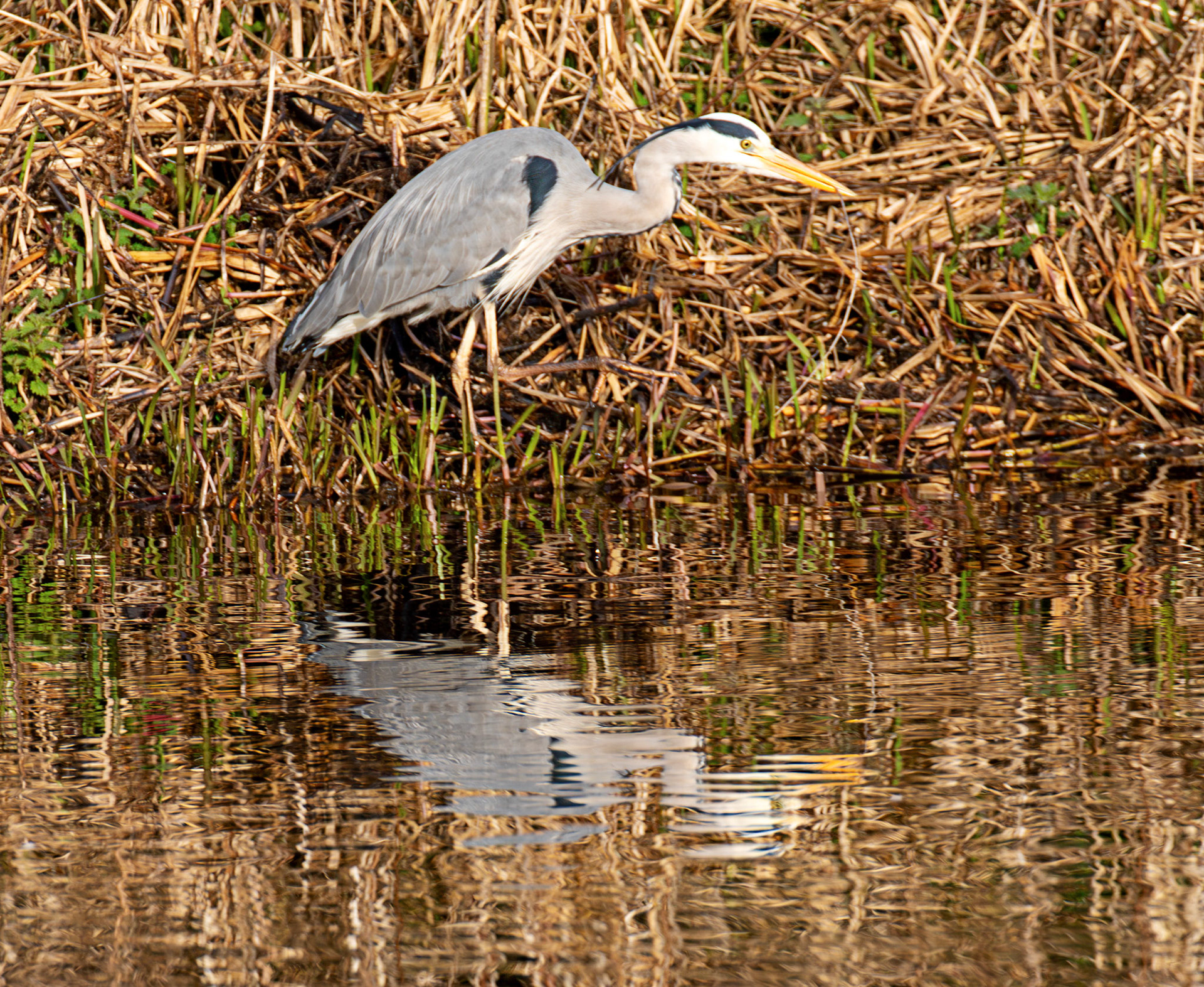 Grey Heron at Linlithgow Loch 18 March 2026