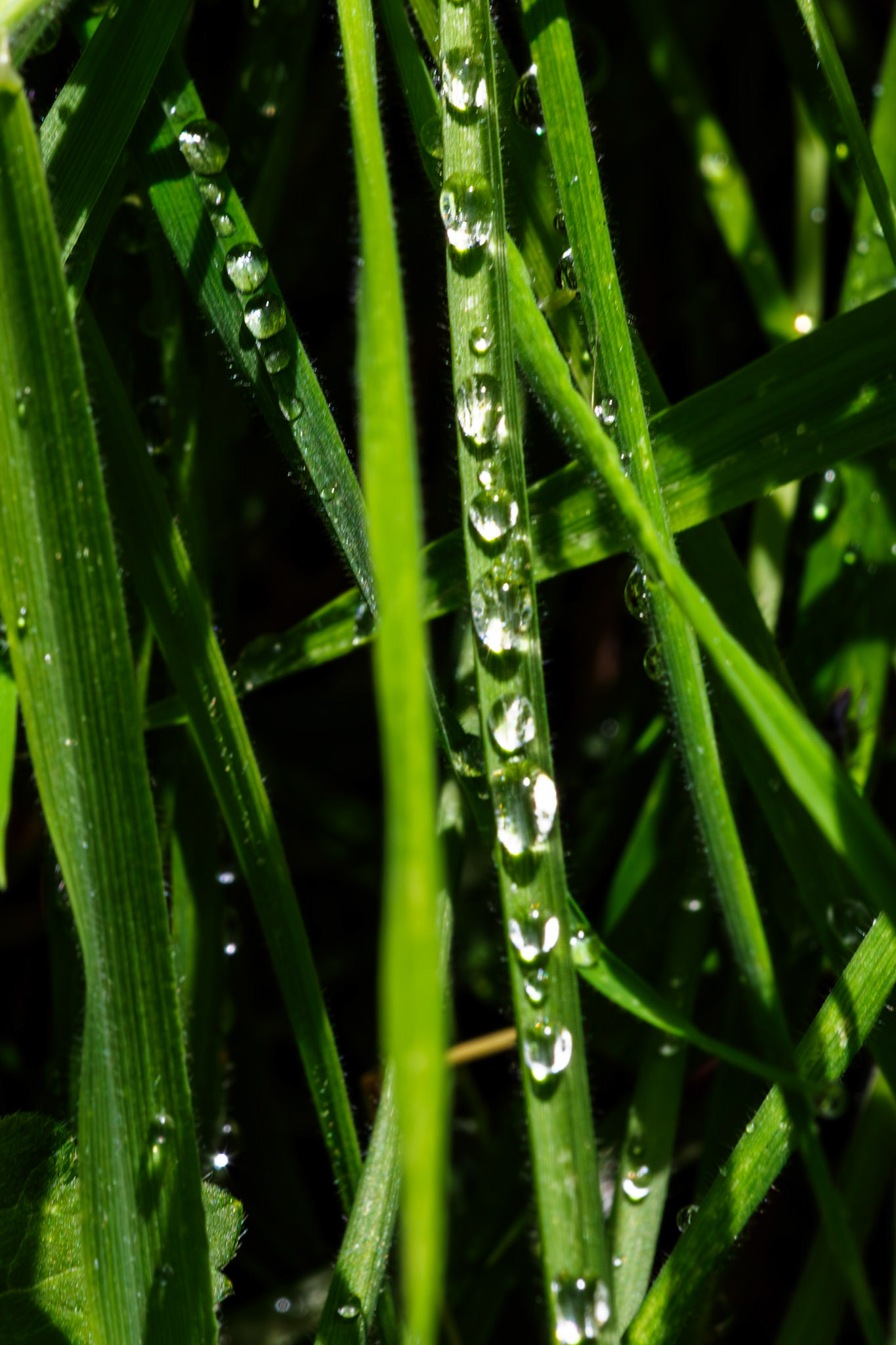 RSPB Loch Lomond 03 August 2024