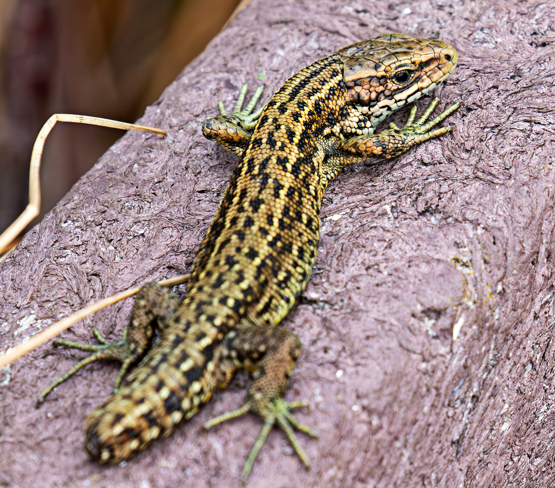 Common Lizard - Flanders Moss 12 April 2025