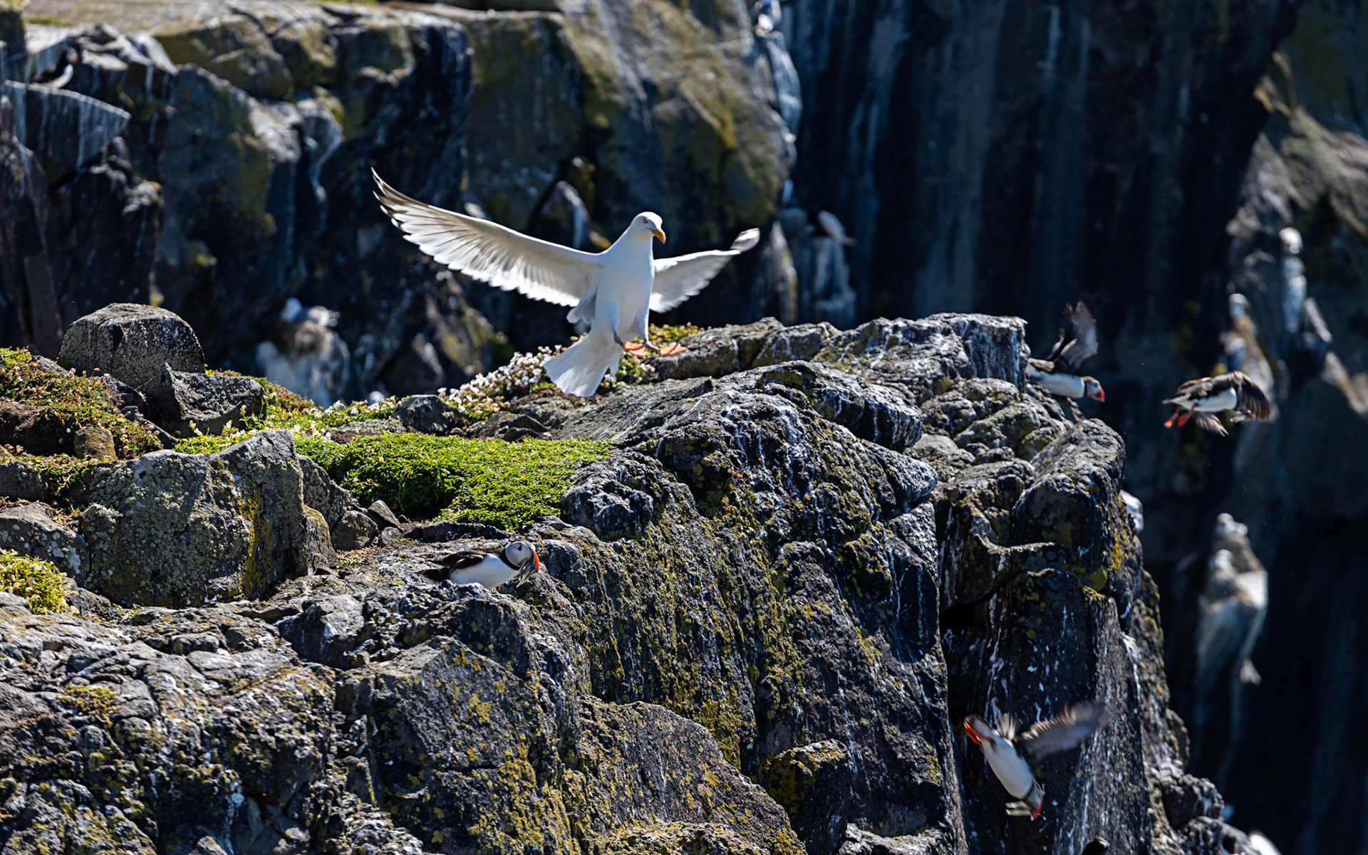 Puffin - Isle of May - 04 June 2022