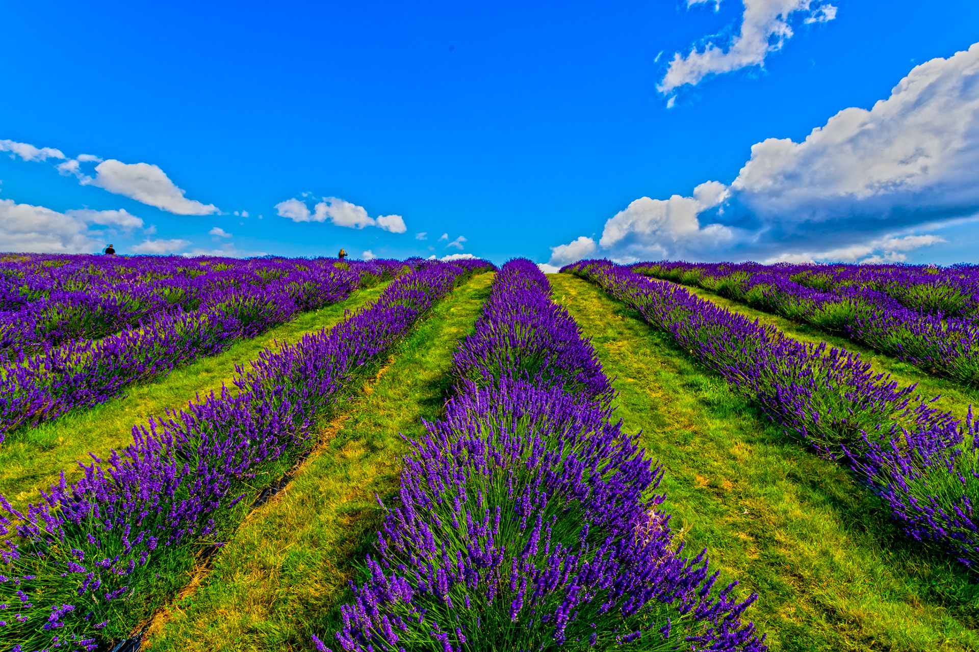 I spent an amazing few hours at Scottish Lavender Oils. They are so dedicated to nature and not to profit!