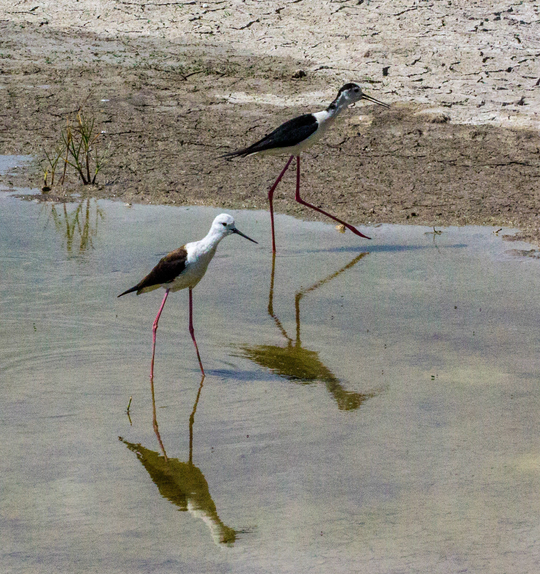 Parc Natural de s'Albufera de MallorcaPlease see my other Photographs at: www.jamespdeans.co.uk
