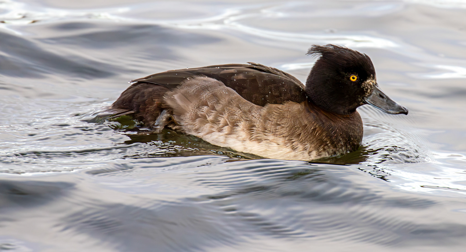 Tufted Duck. Linlithgow Loch 02 December 2024