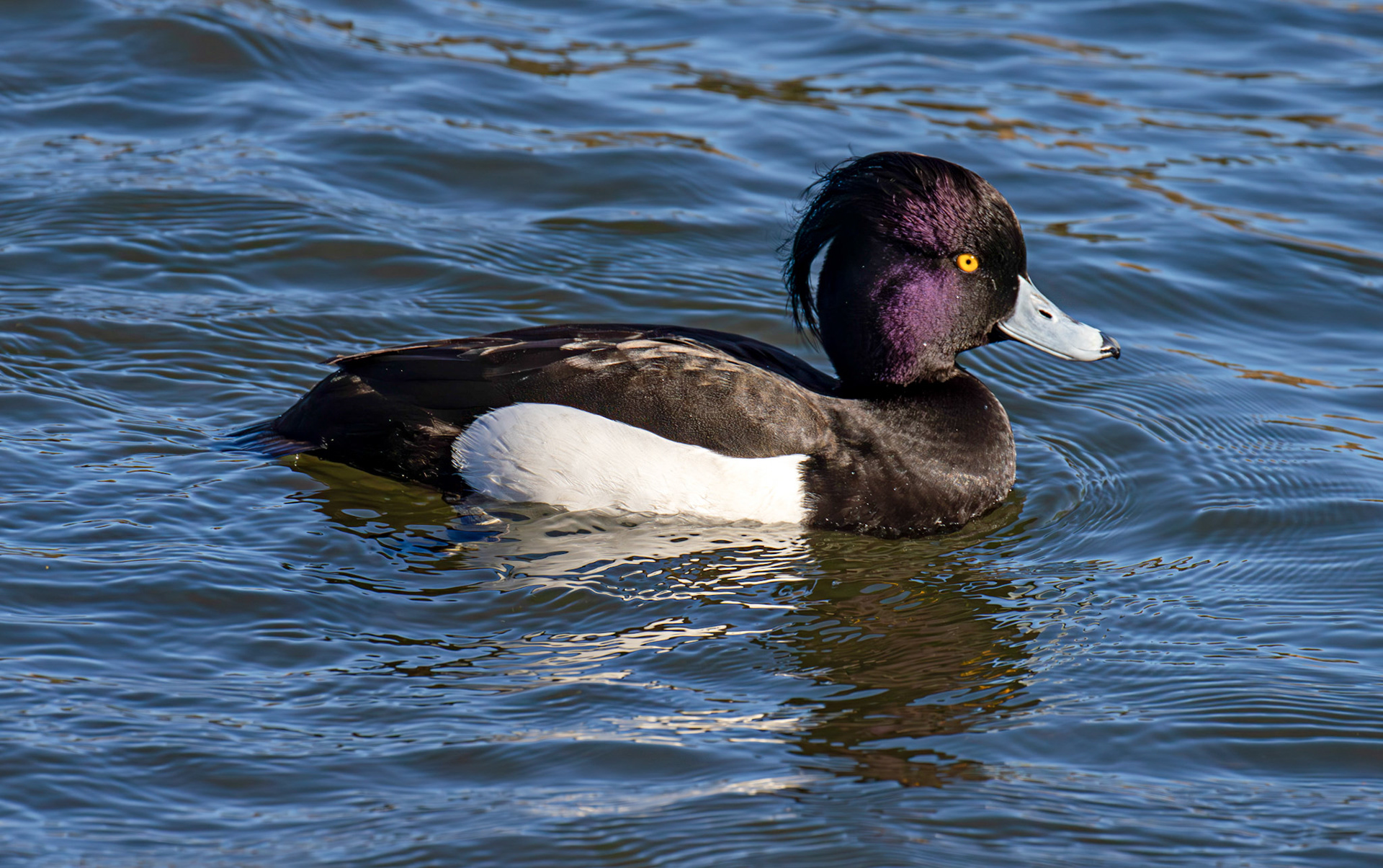 Tufted Duck at Linlithgow Loch 11 March 2026