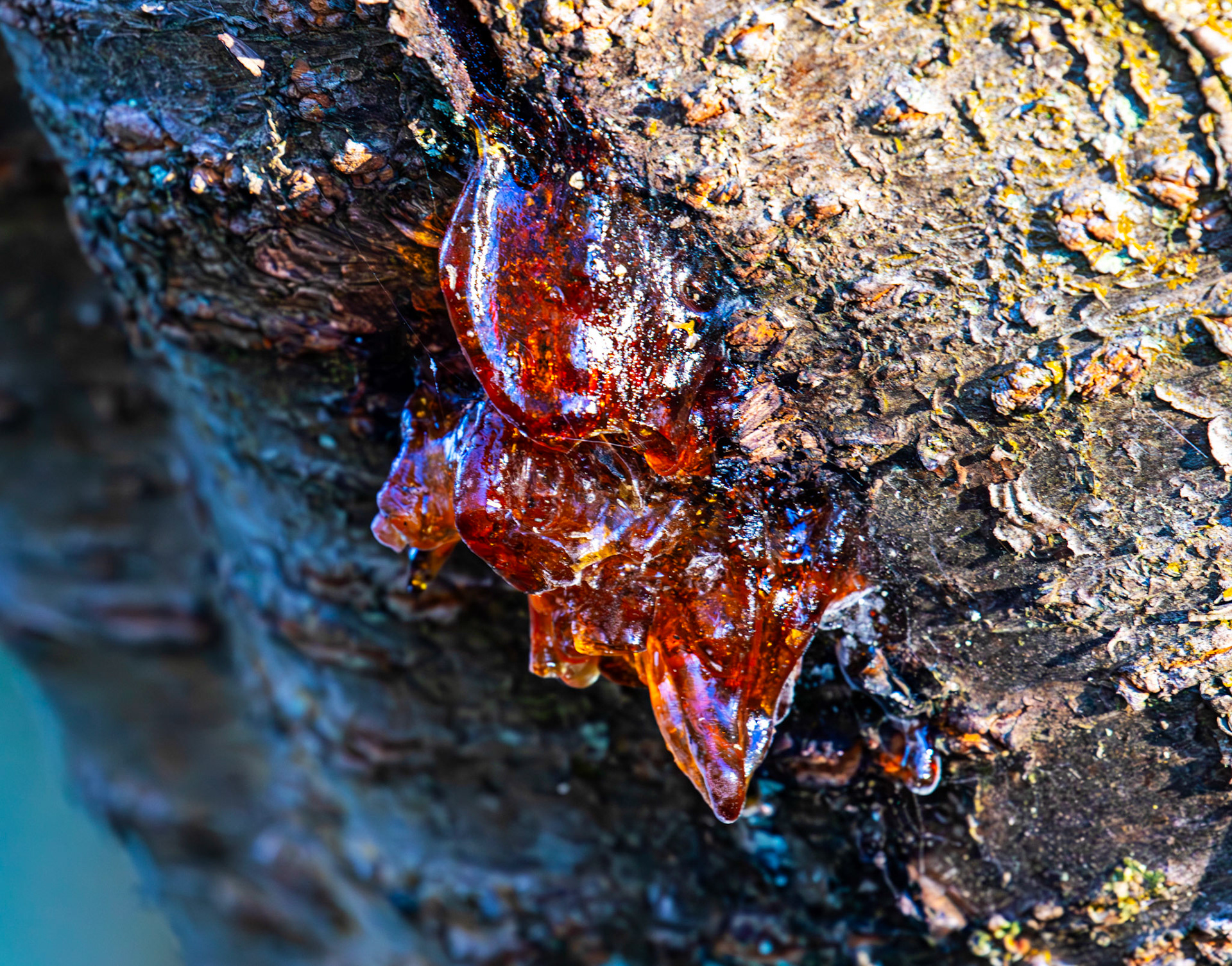 Tree Resin - Almondell at East Calder 27 October 2025
