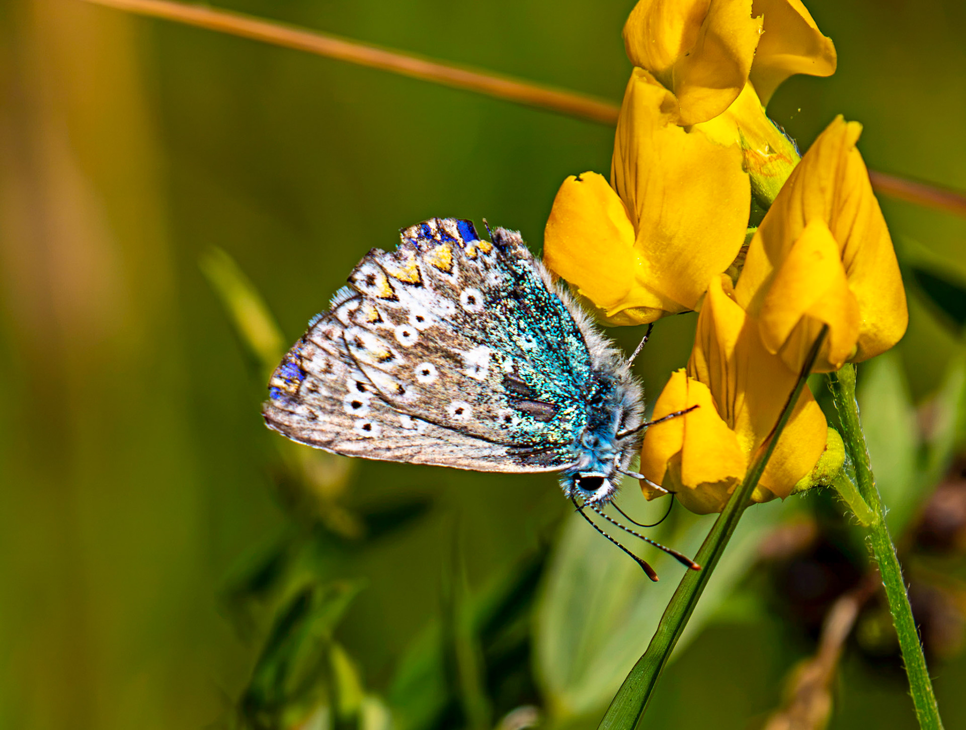 Common Blue - Harperrig Reservoir 20 July 2026