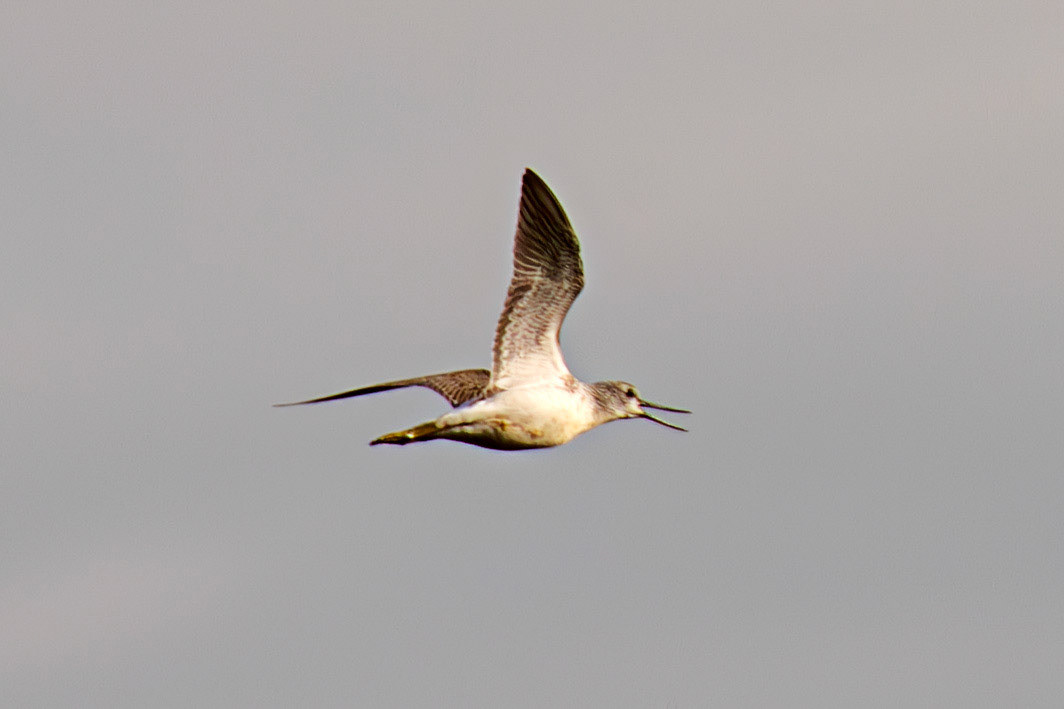 Greenshank - Higgins Neuk 23 Oct 2024