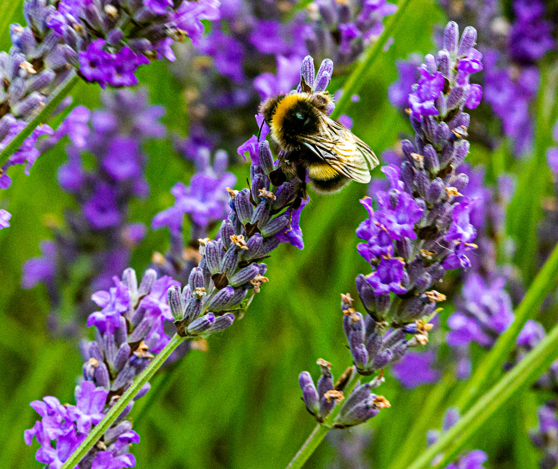 I spent an amazing few hours at Scottish Lavender Oils. They are so dedicated to nature and not to profit!