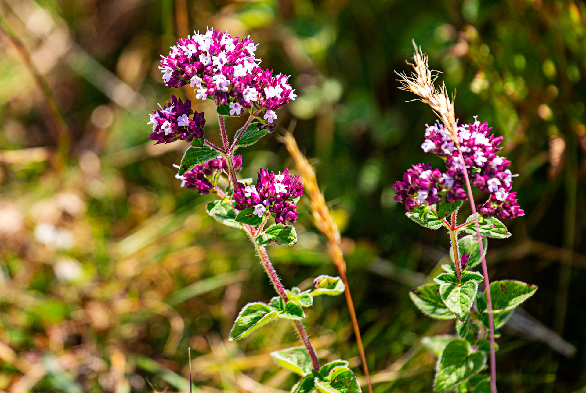 Ventnor Downs 13 July 2022