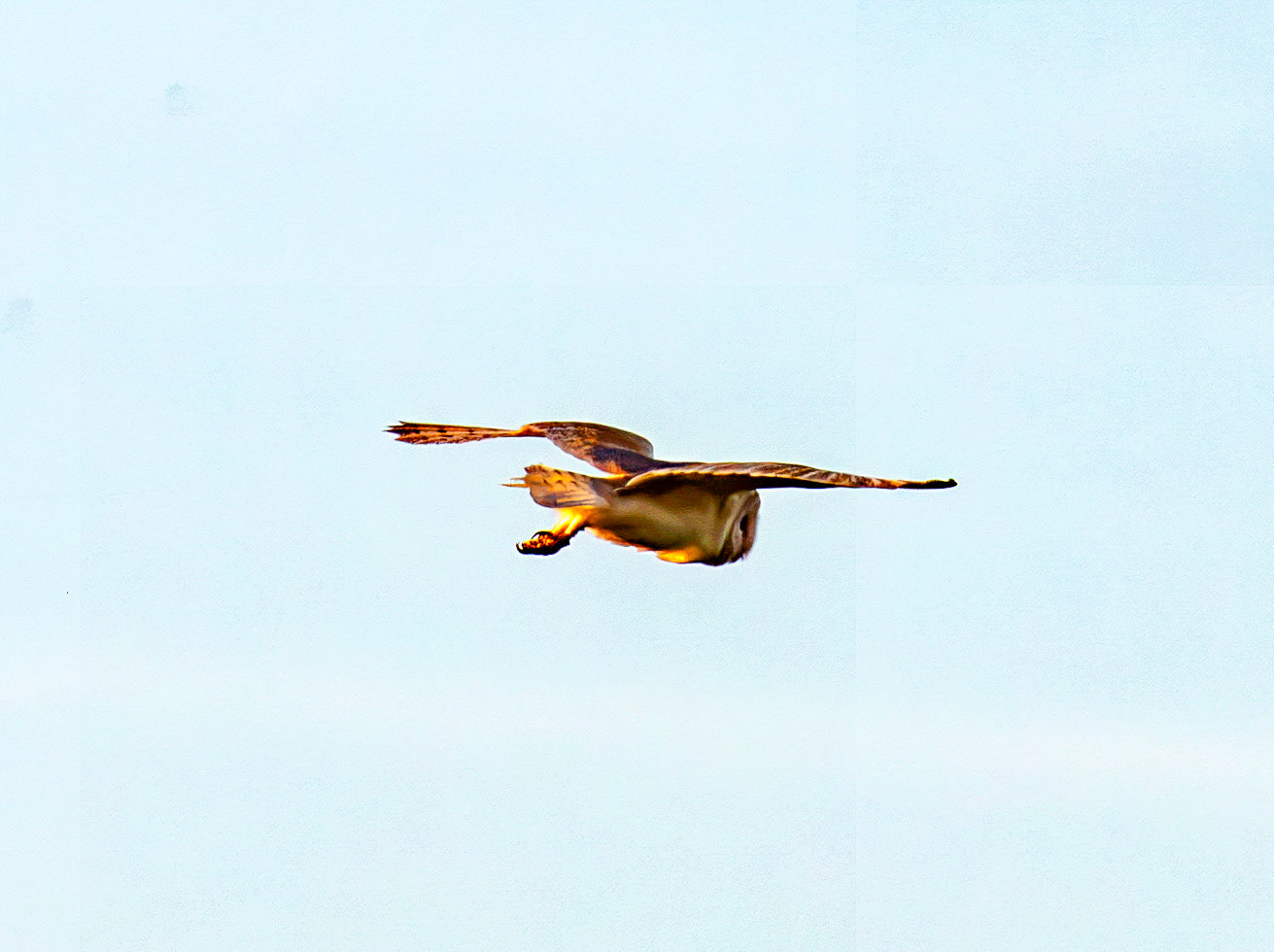 Barn Owl at Harperrig 02 July 2026