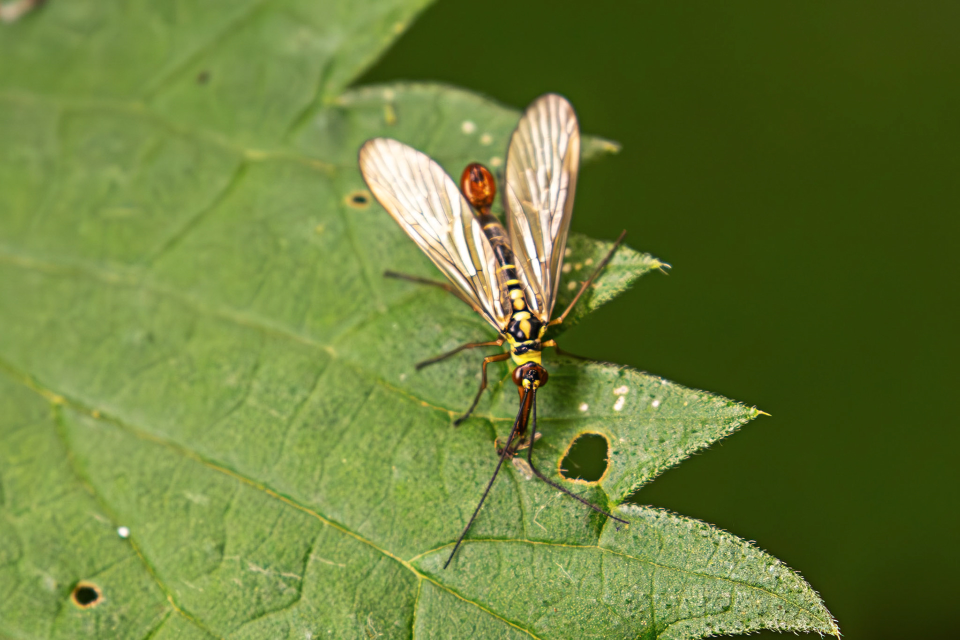Common Scorpionfly (Panorpa communis) at Little Vantage 20 June 2026