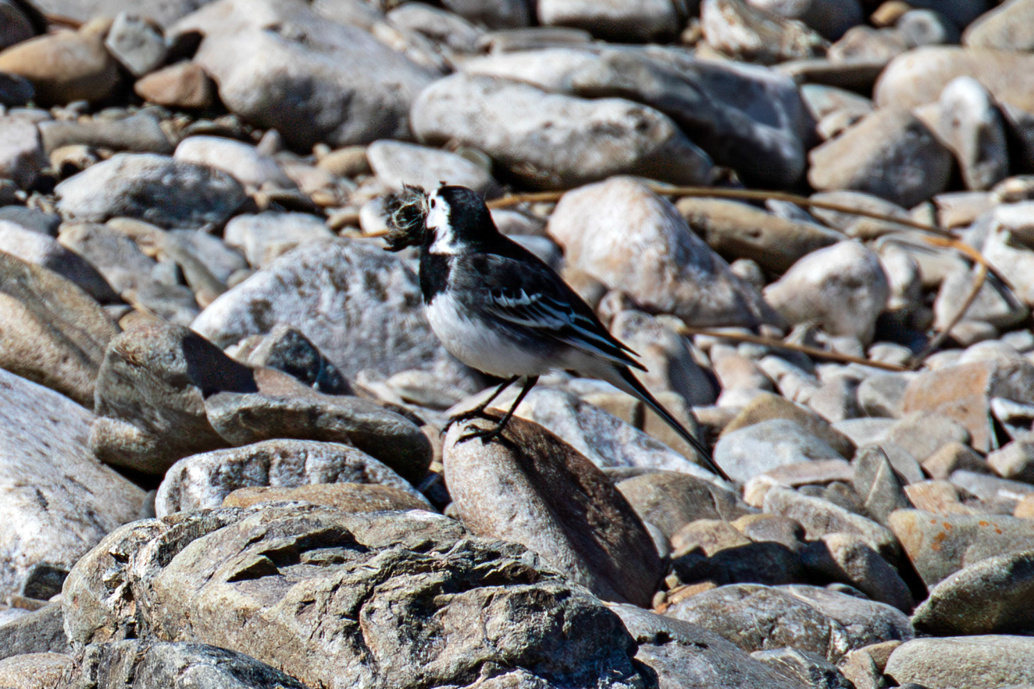 Pied Wagtail by the Leithen Water, Moorfoot Hills