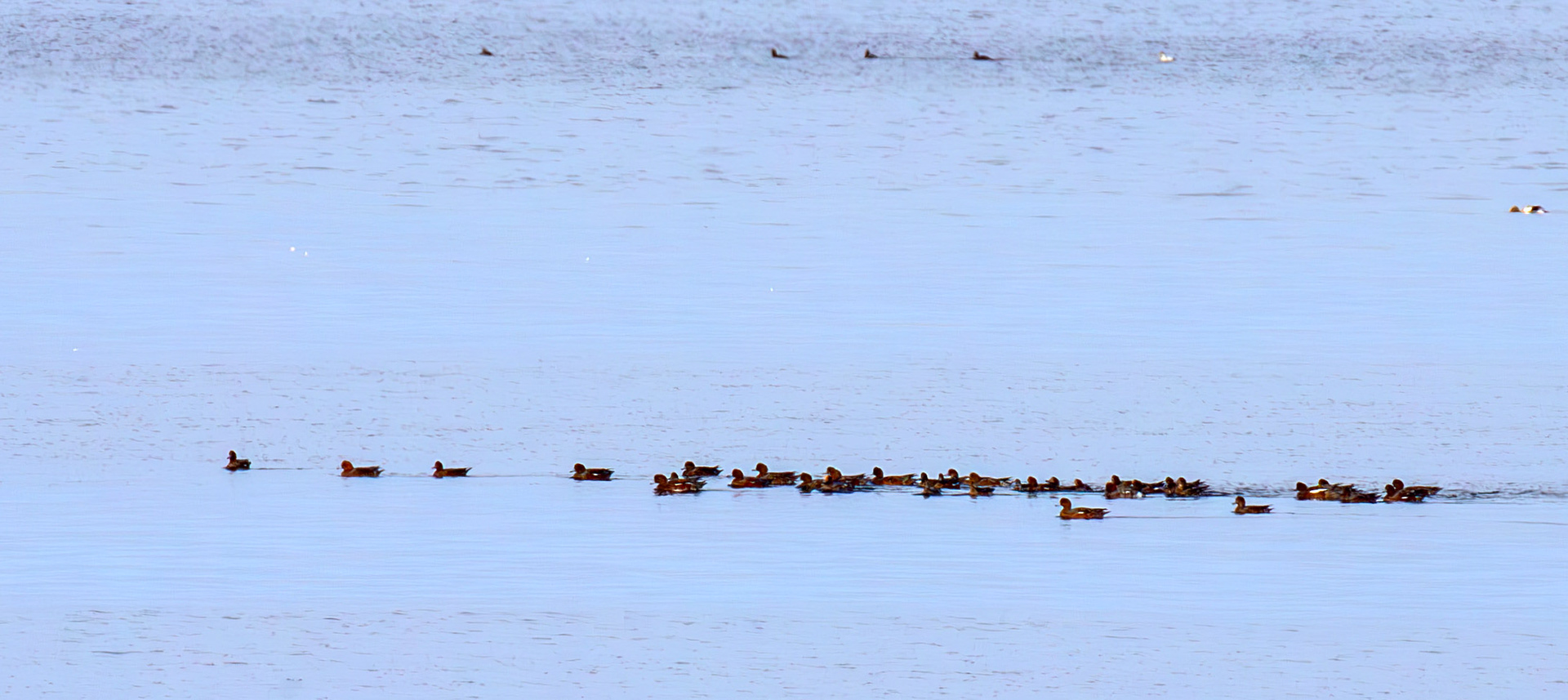 Wigeon - Musselburgh Lagoons 30 Sep 2025