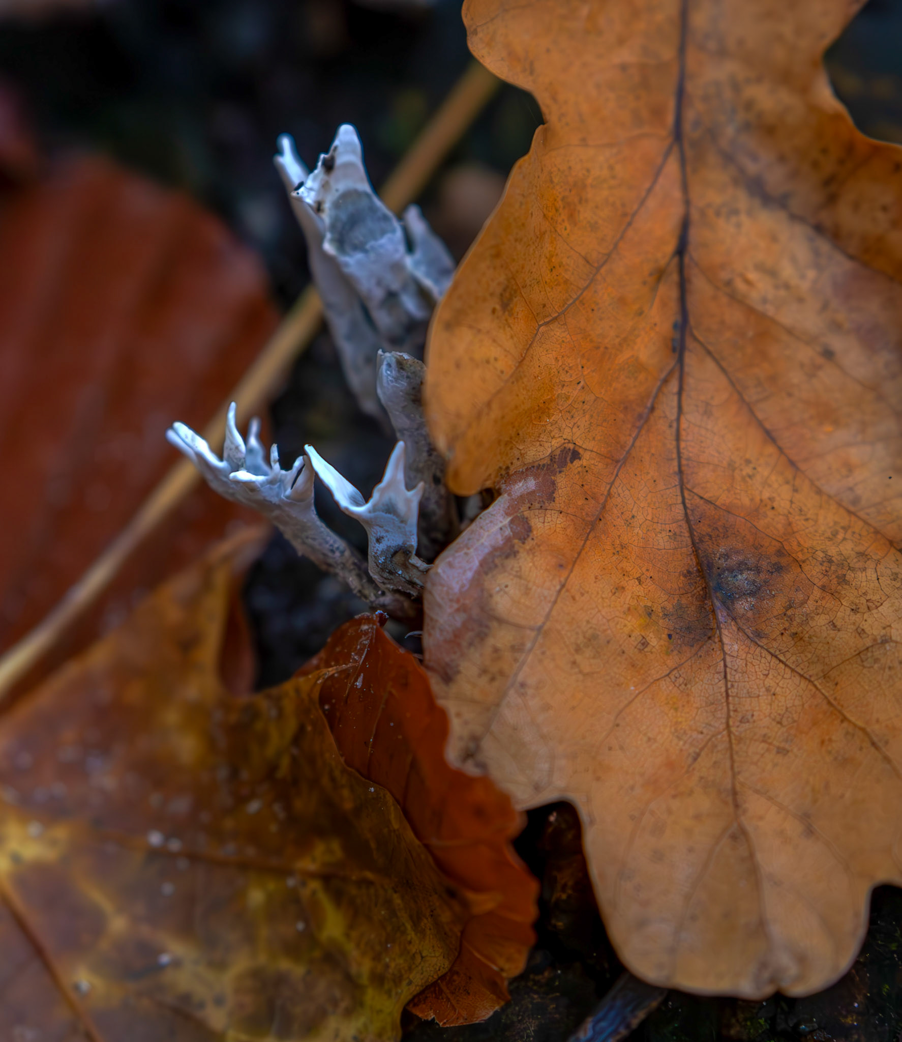 candlesnuff fungus (Xylaria hypoxylon) Deans Woods - 07 November 2025