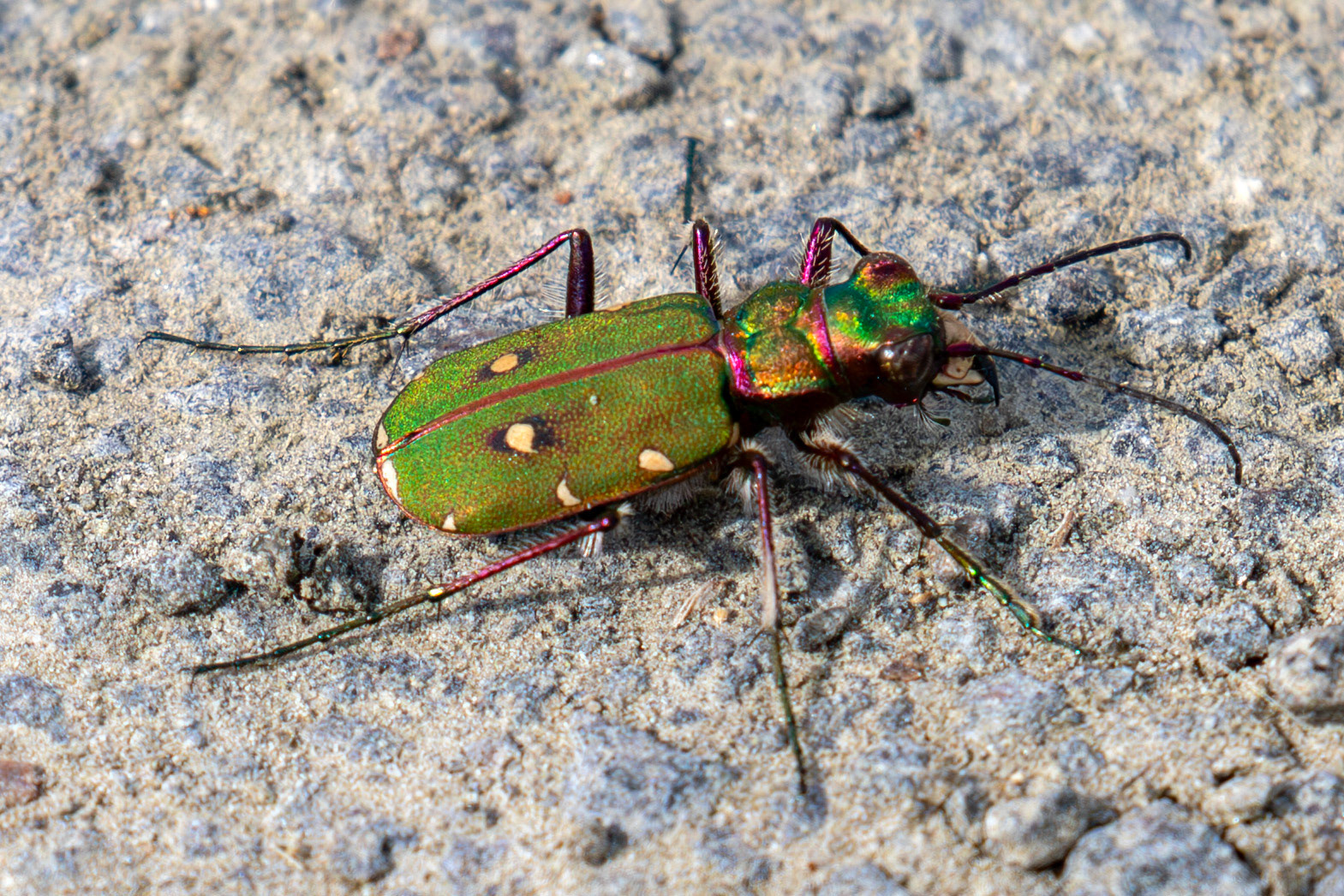 Green Tiger Beetle - Flanders Moss 12 April 2025