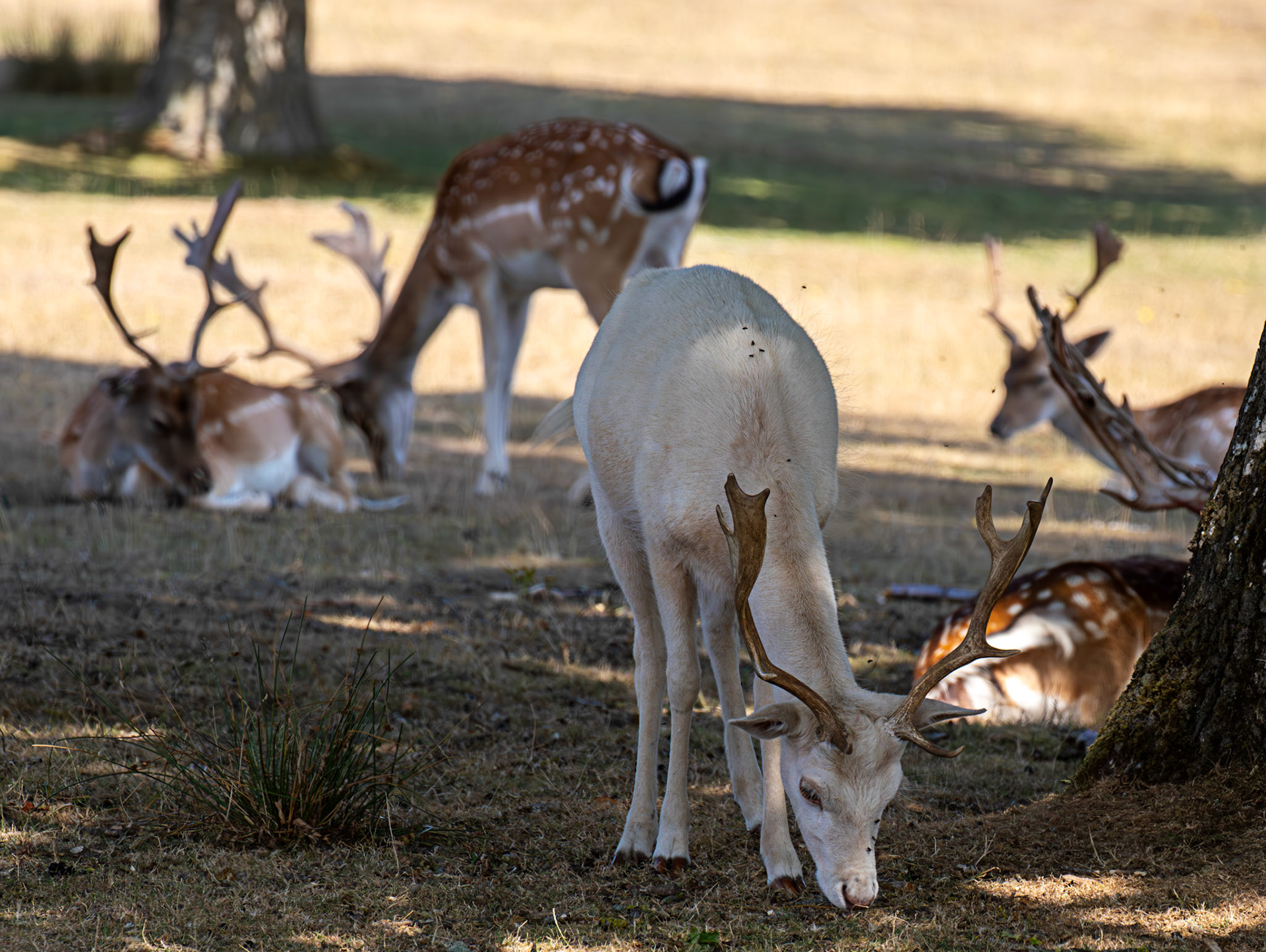 Fallow Deer - Knowle Park, Kent 23 Aug 2025