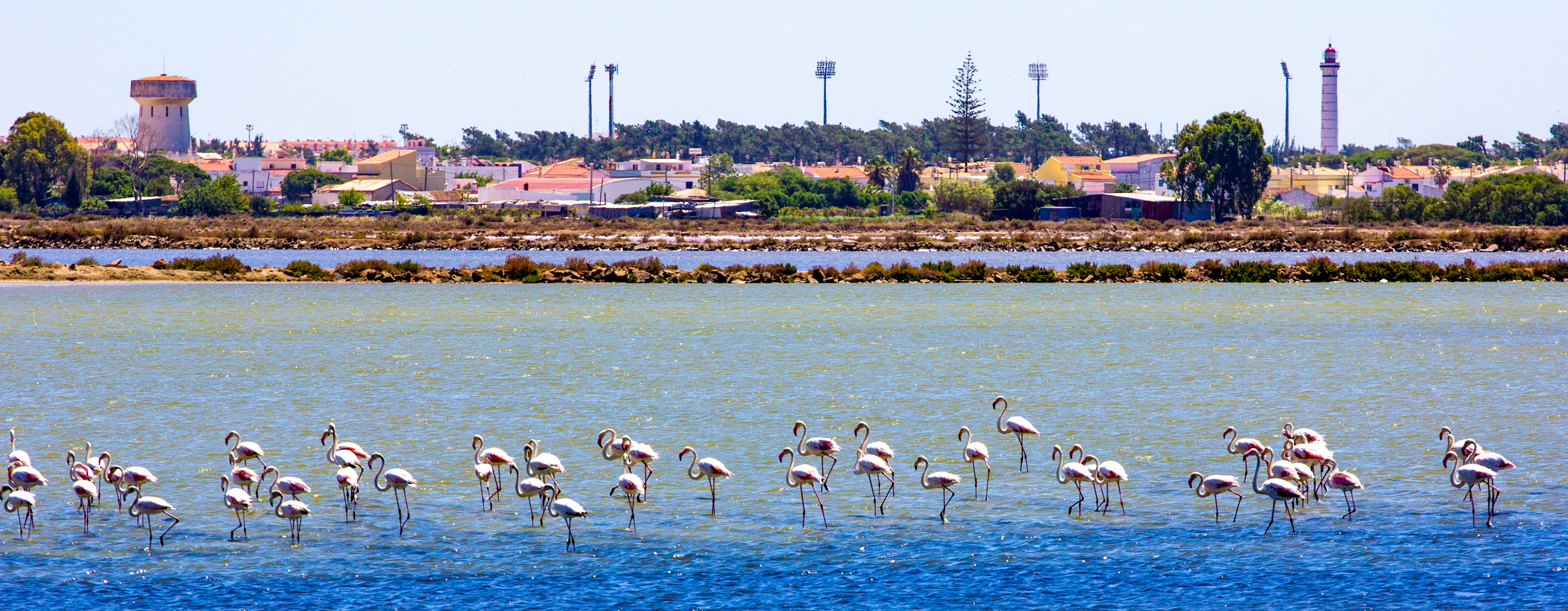 Greater Flamingos on the Salt Pans in Vila Real de Santo António