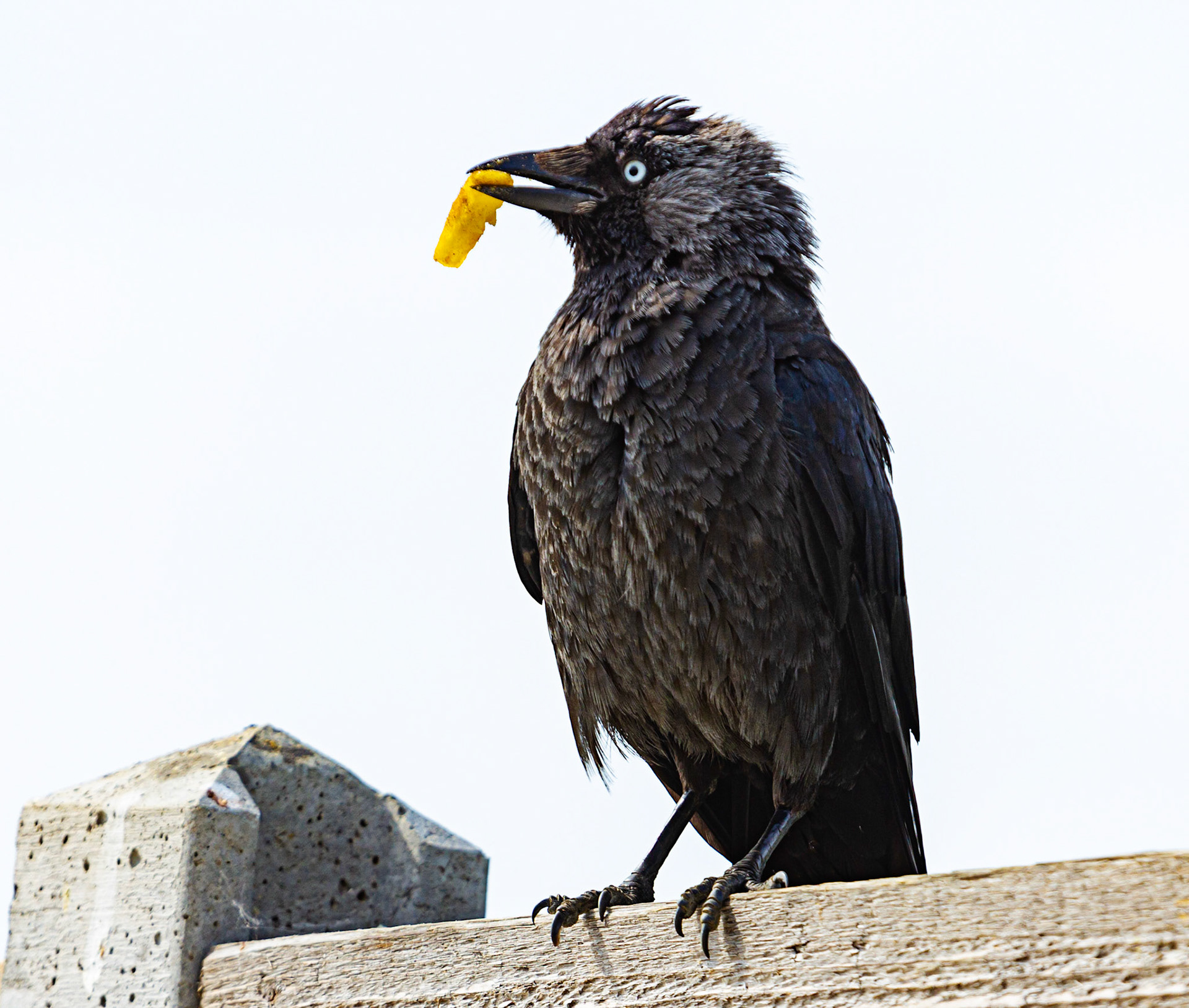 Bembridge IOW 17 July 2022