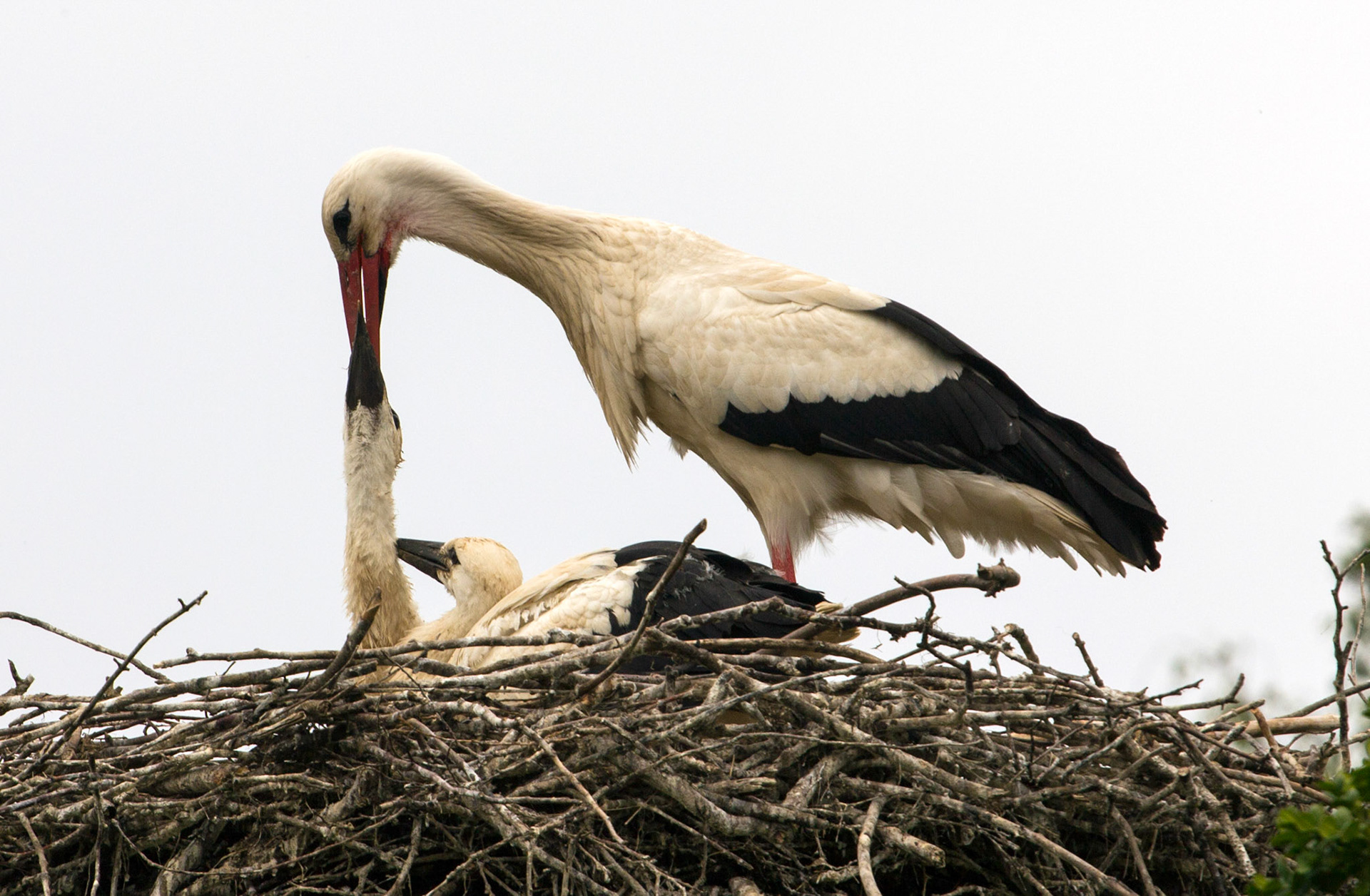 CernayPlease see my other Photographs at: http://www.jamespdeans.co.uk/