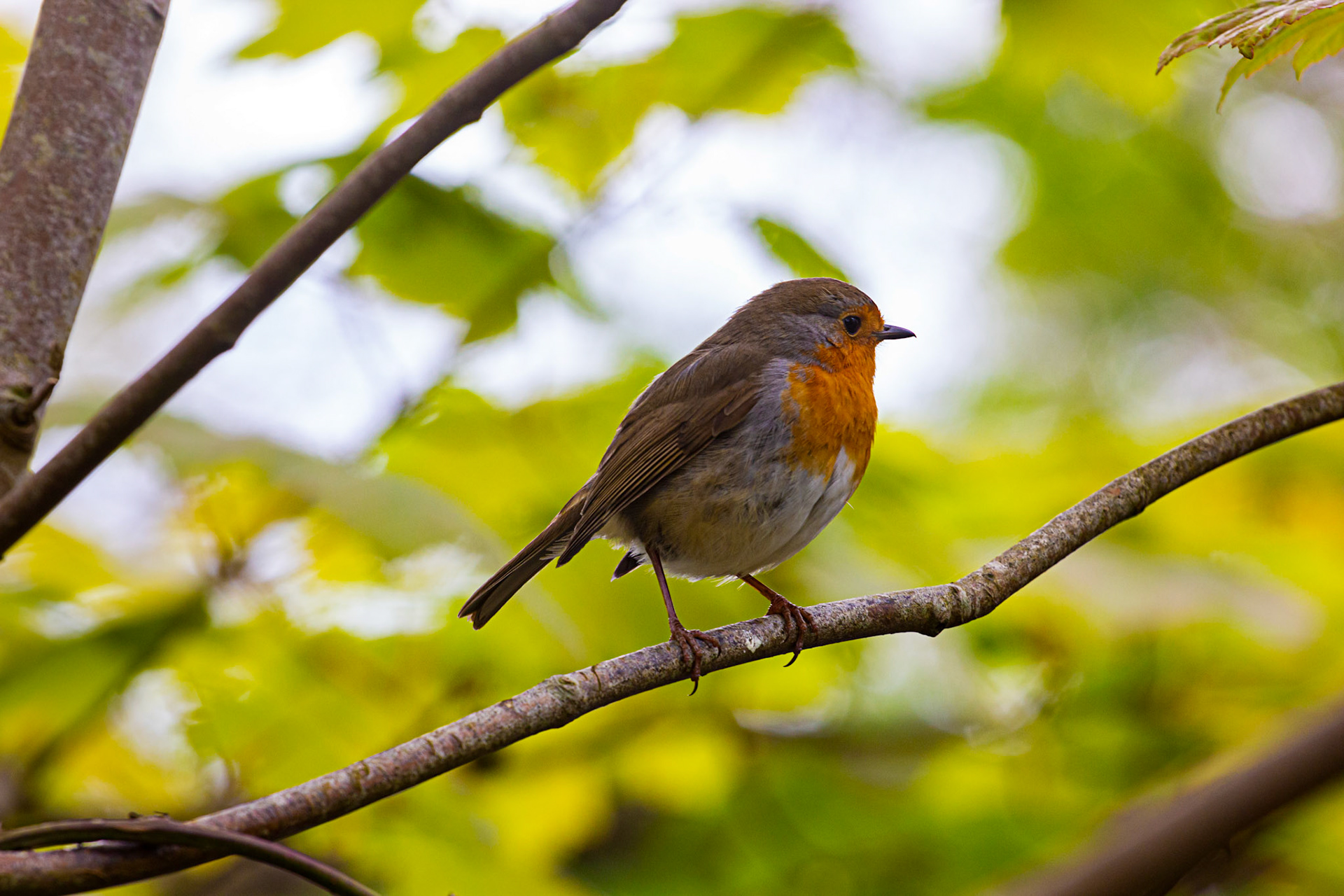 Brambridge 02 May 2021 Please see my other photos at JamesPDeans.co.uk